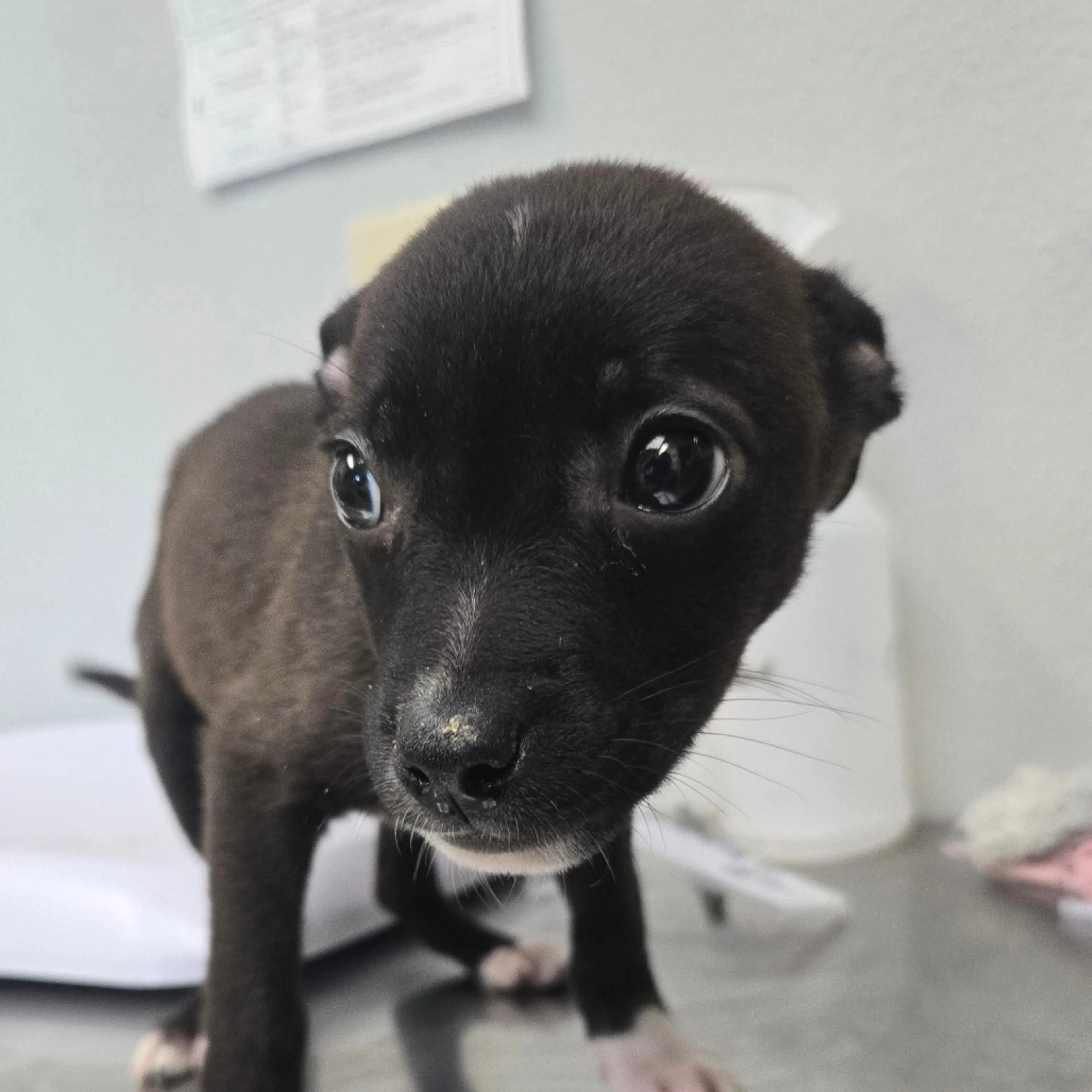 Found pet