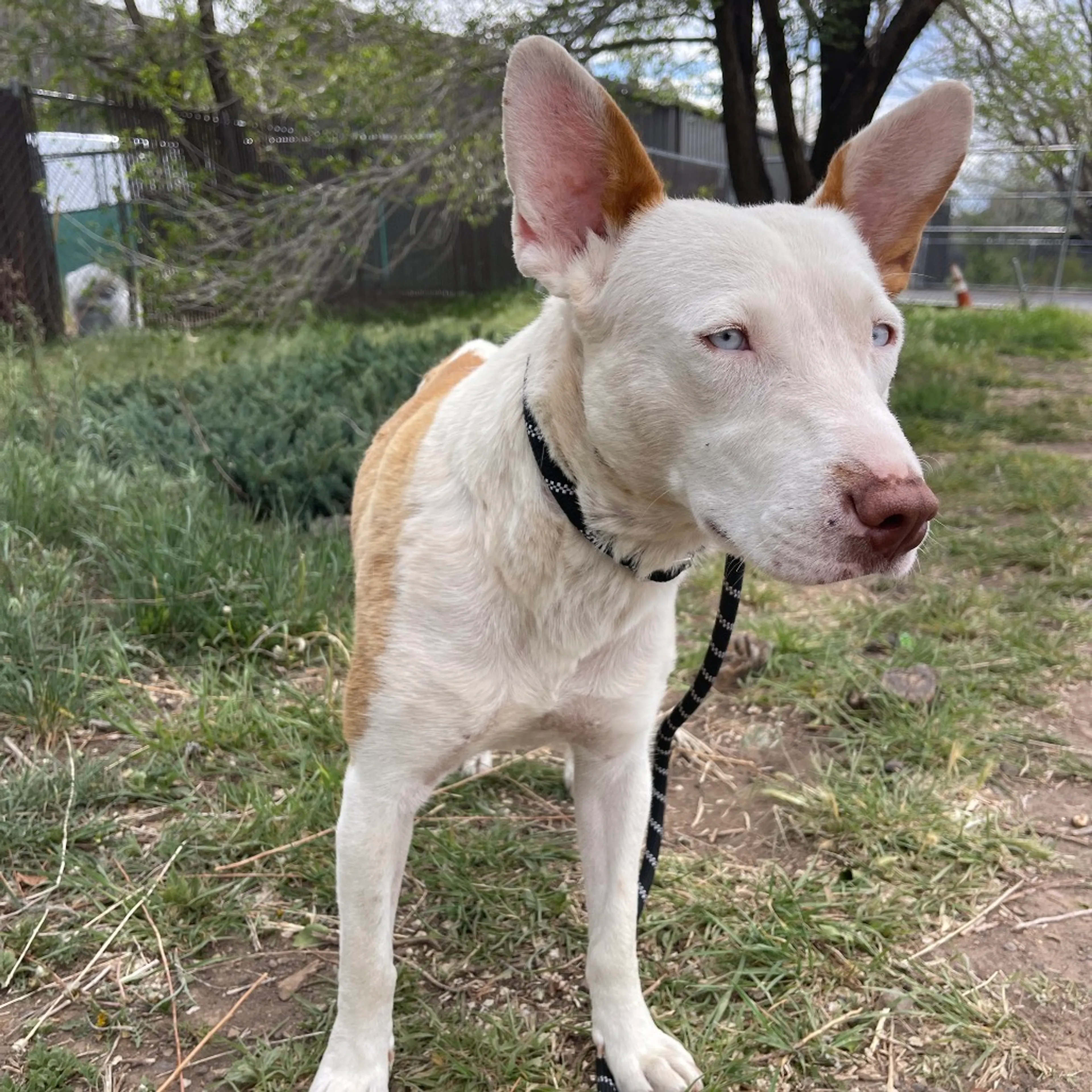 Found pet-6