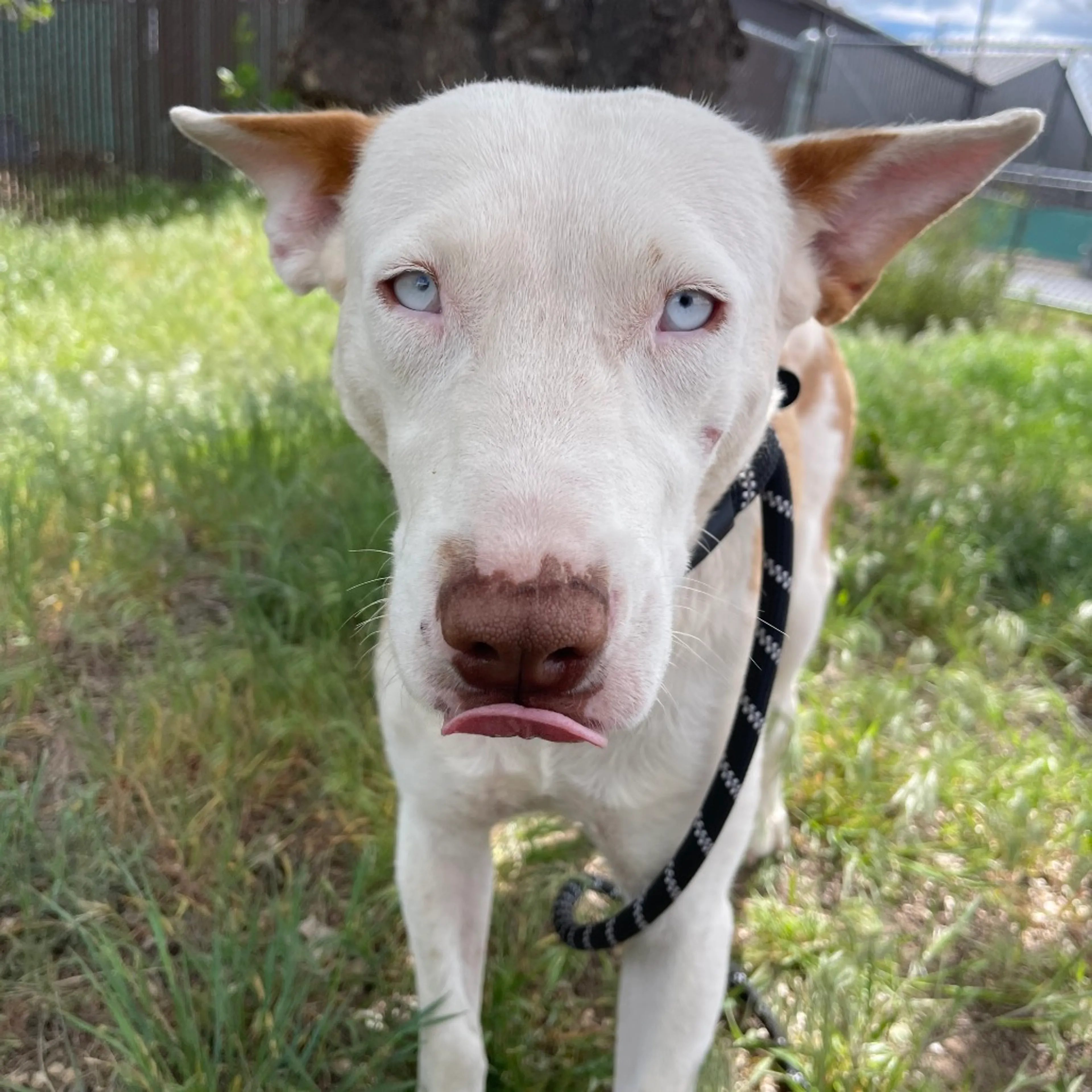 Found pet-7