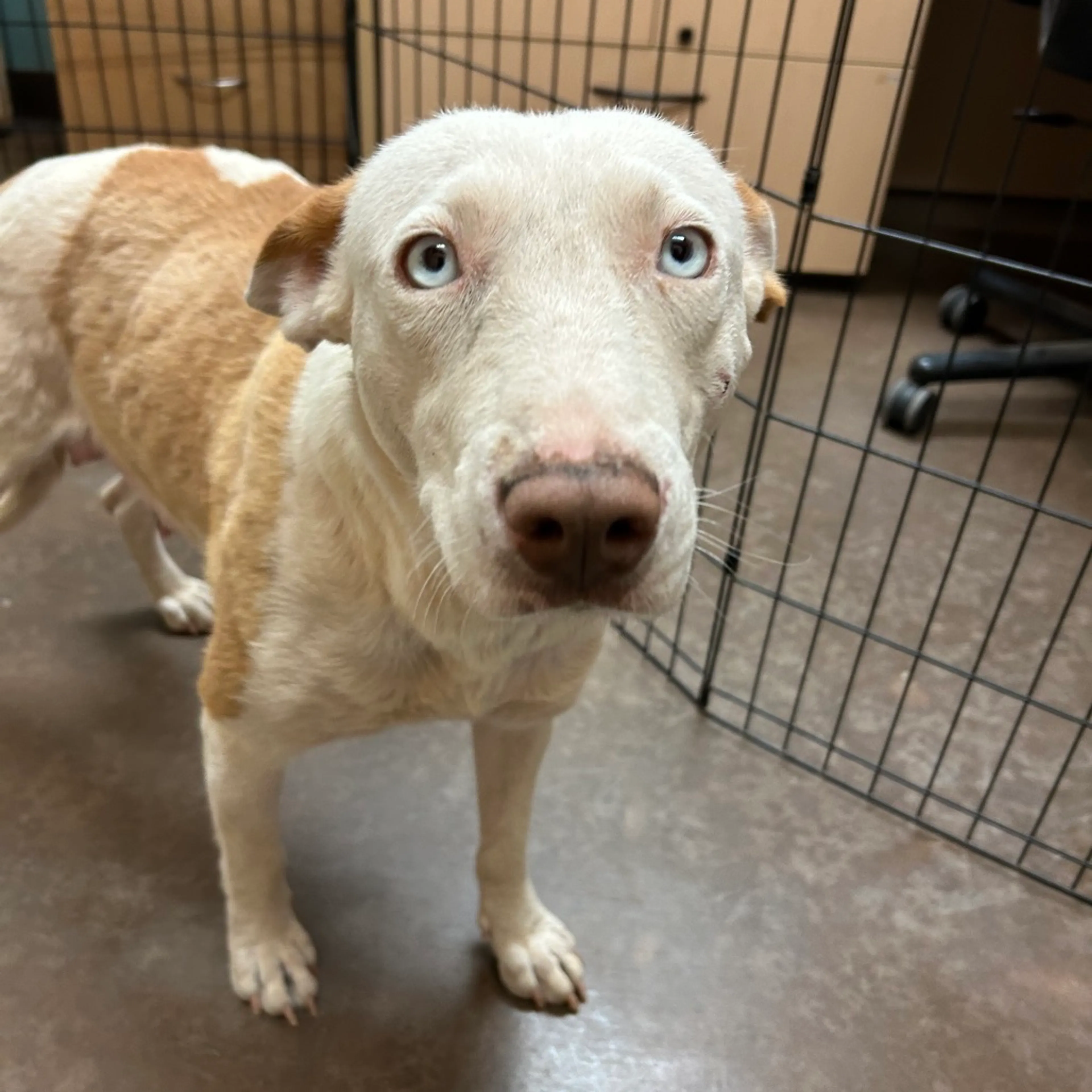 Found pet-3