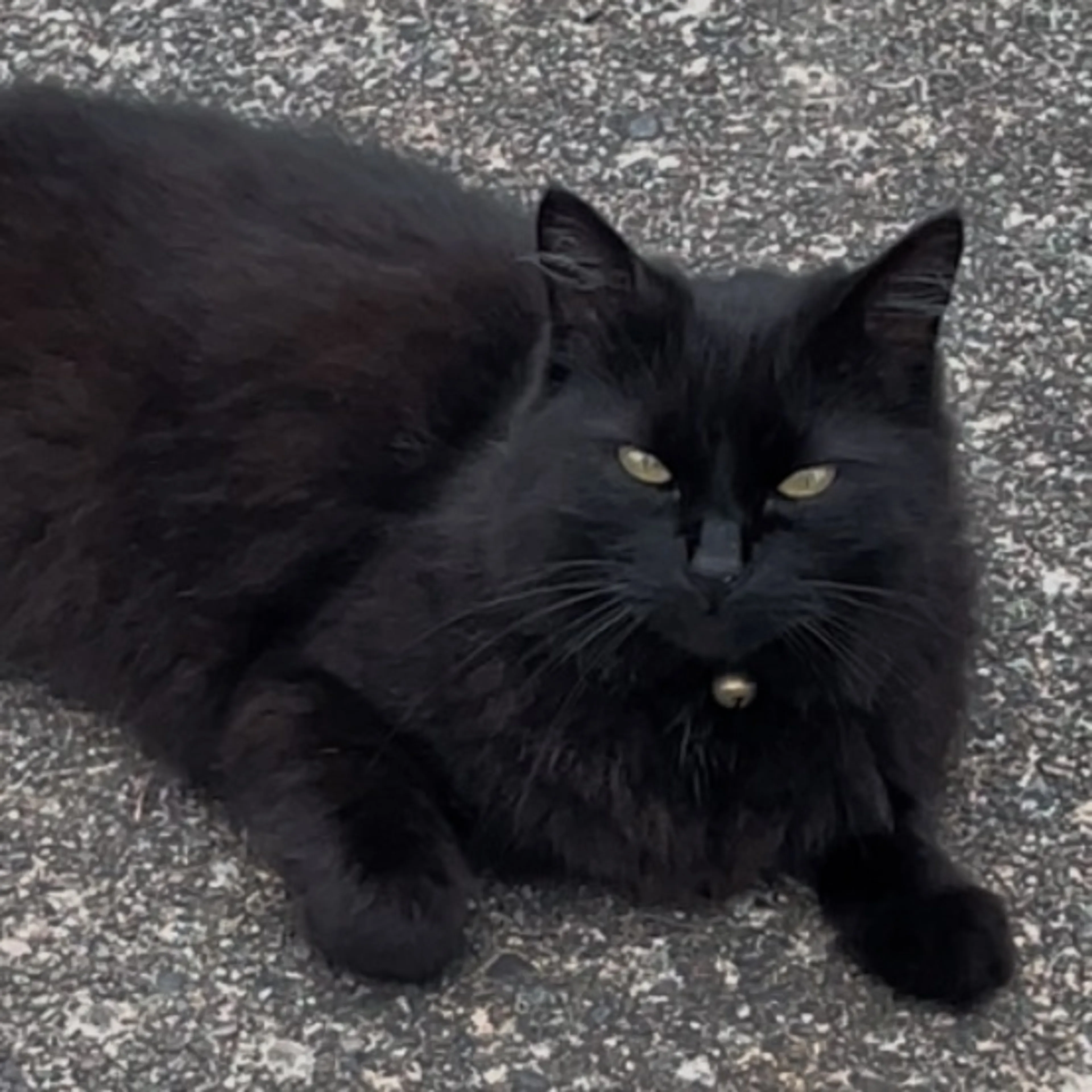 Lost pet