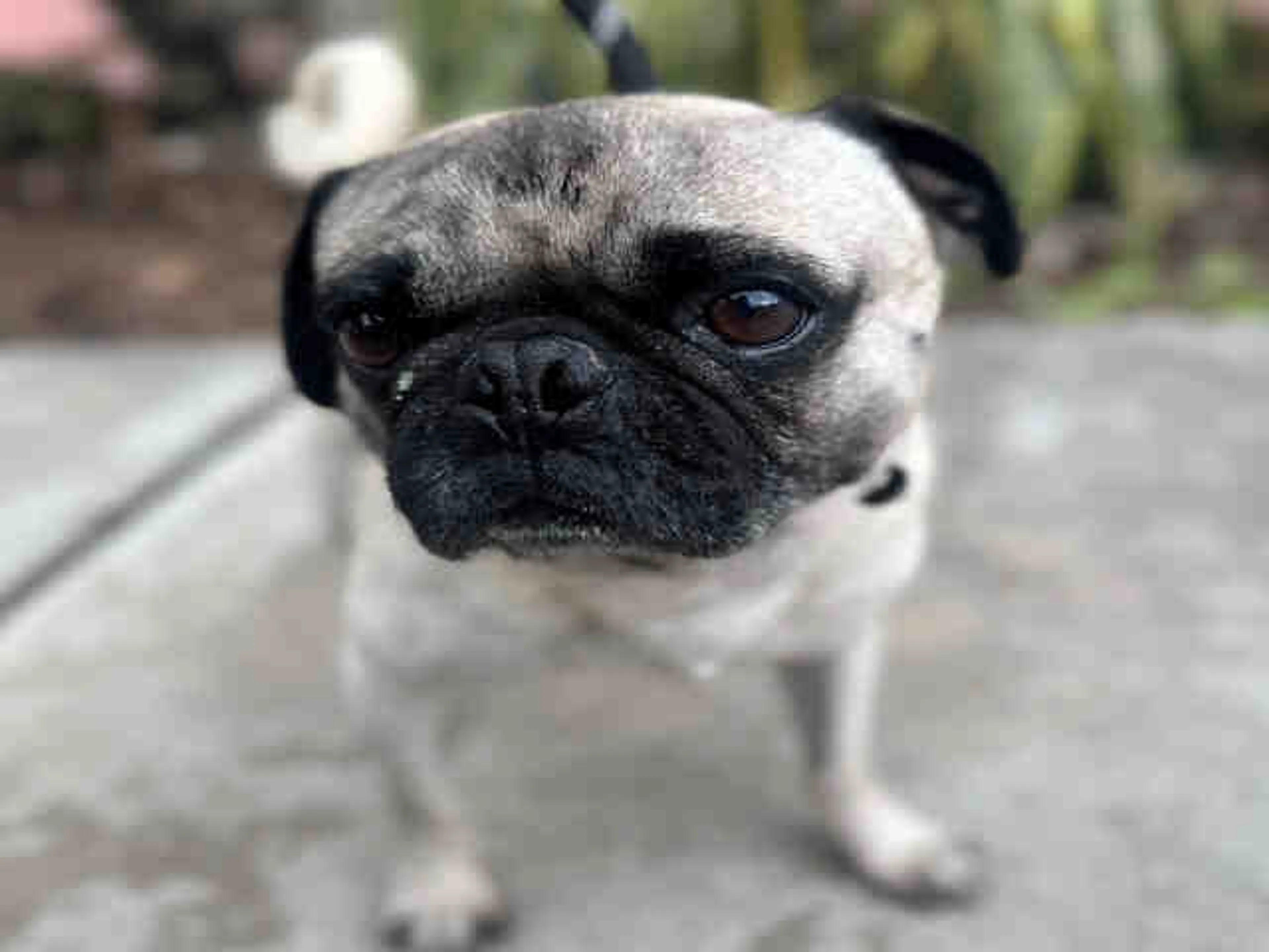 Found pet