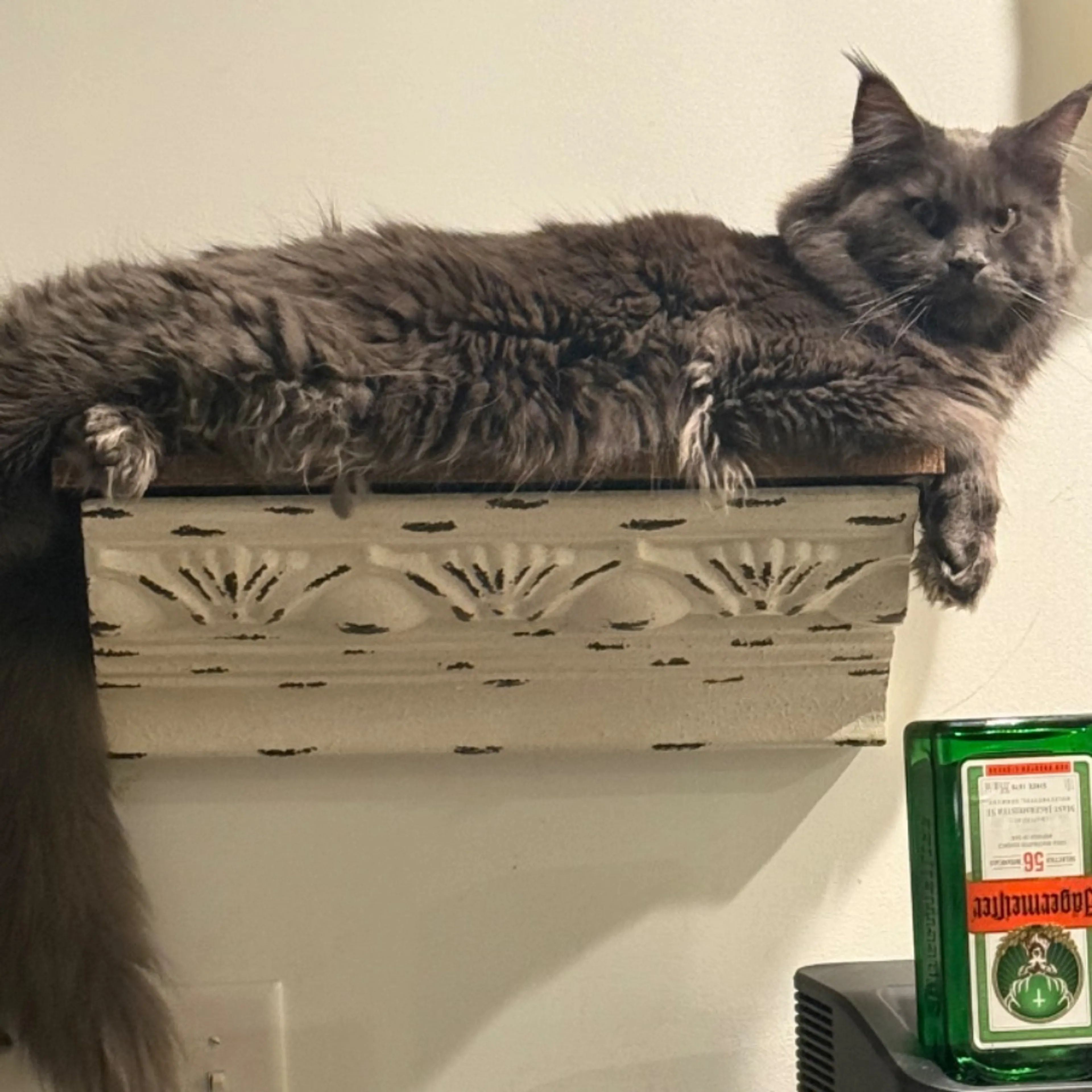 Lost pet