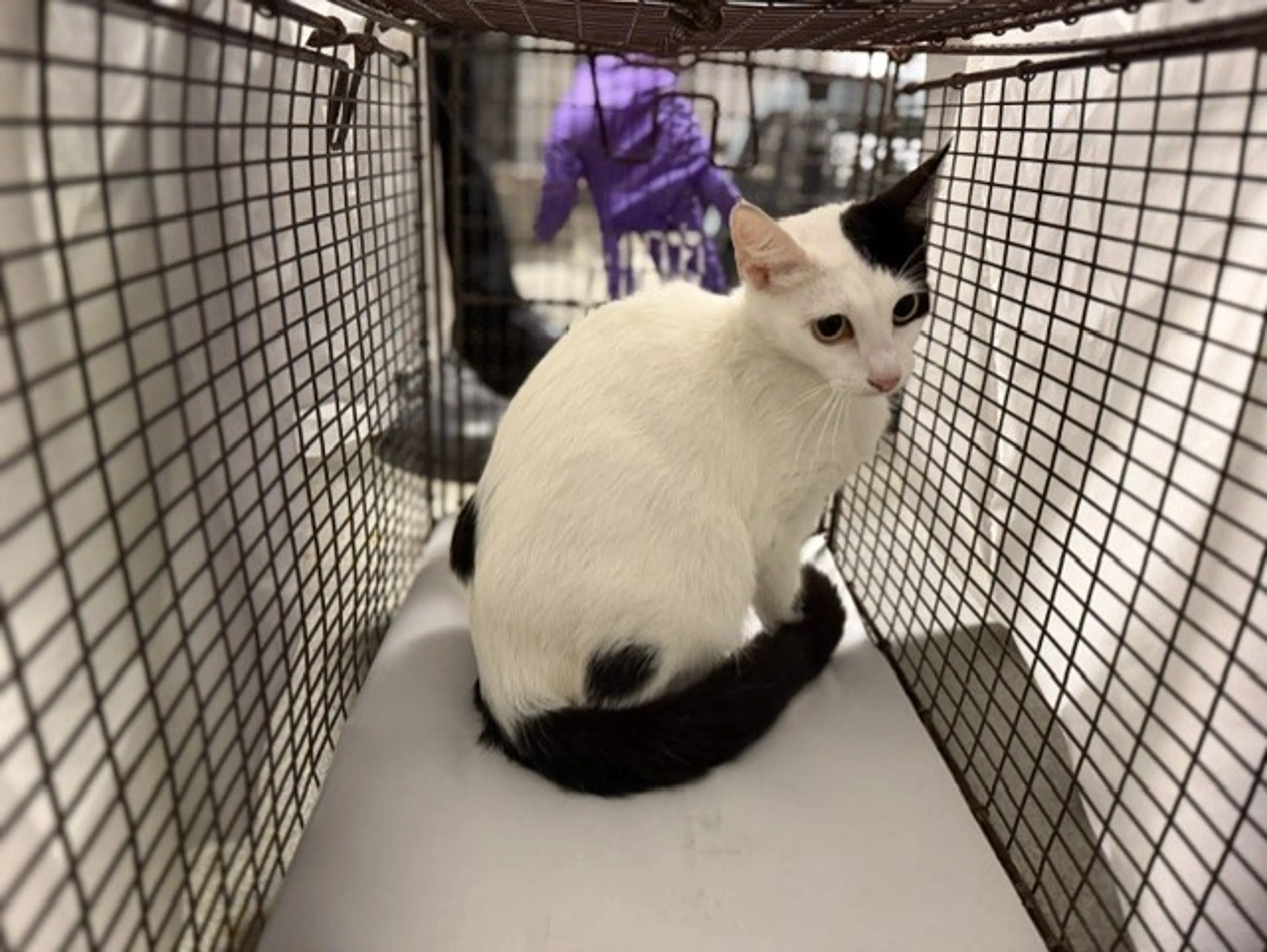 Found pet