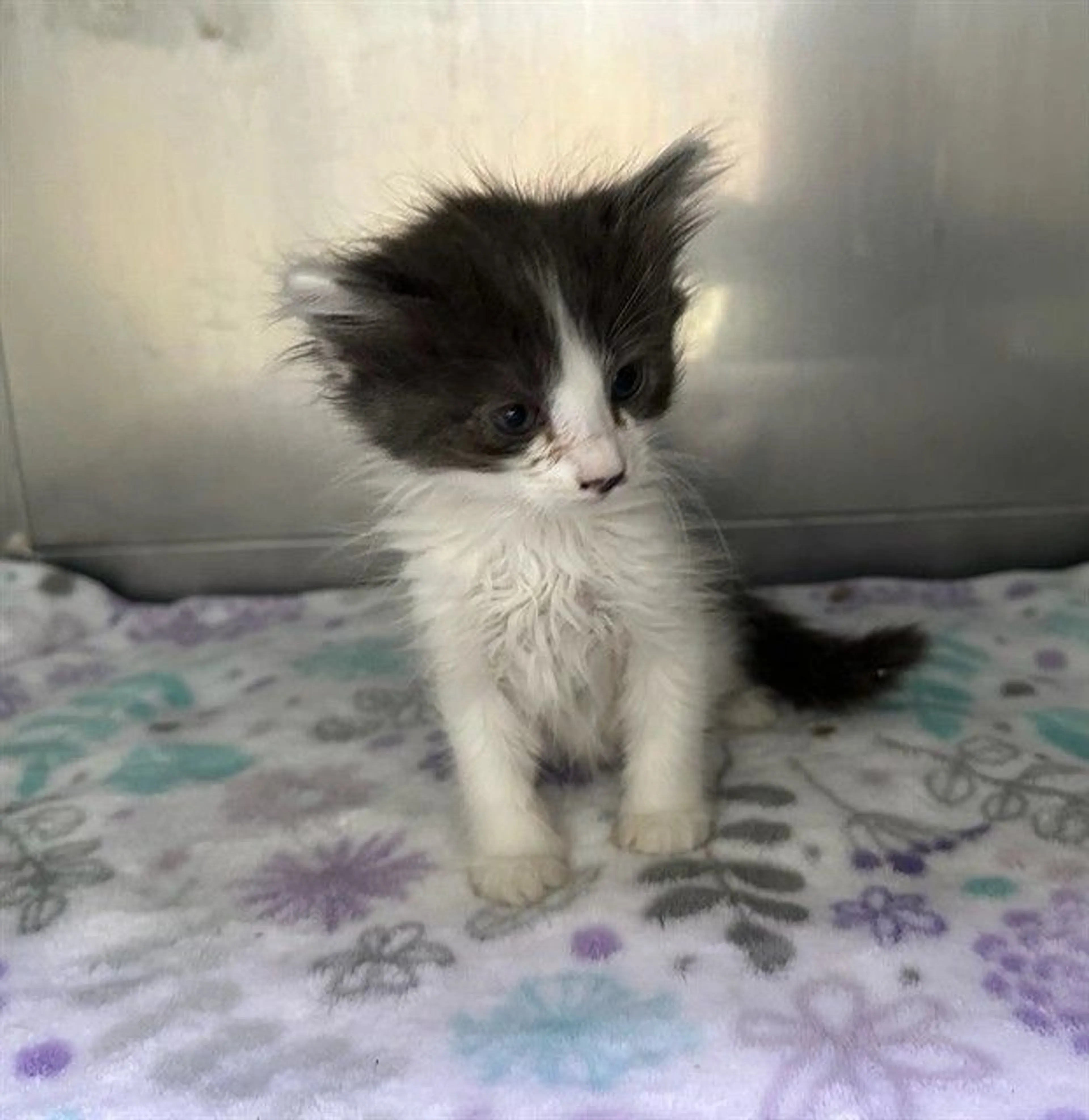 Found pet