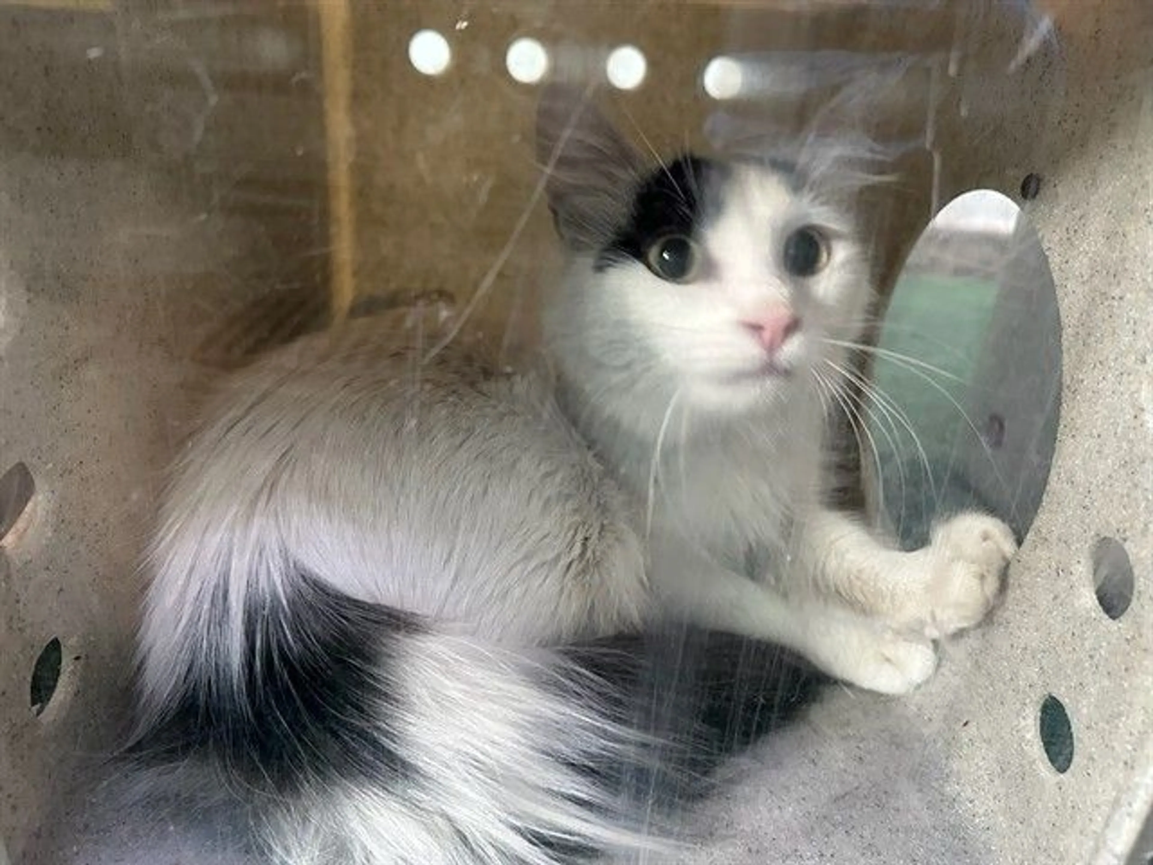 Found pet