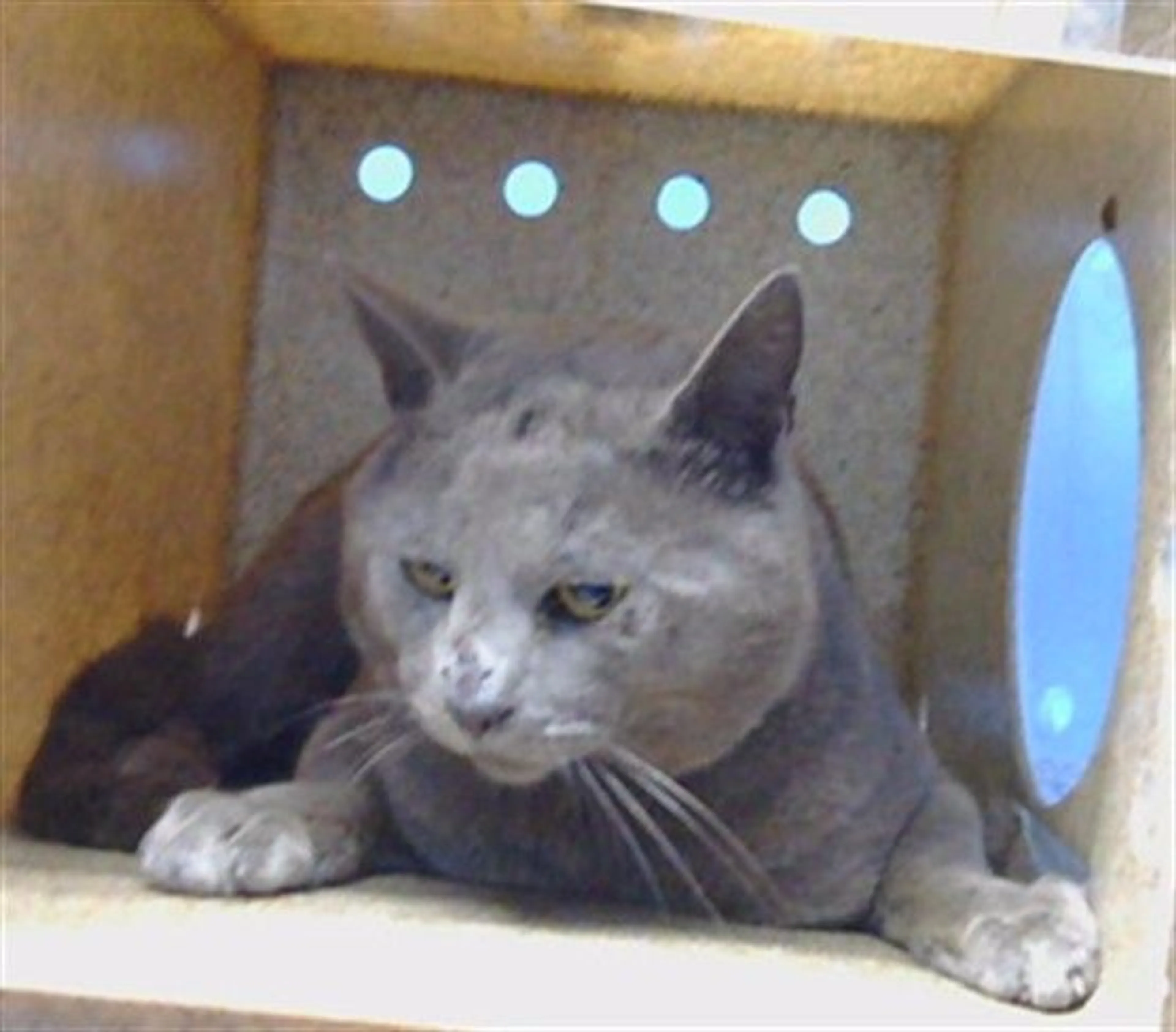 Found pet