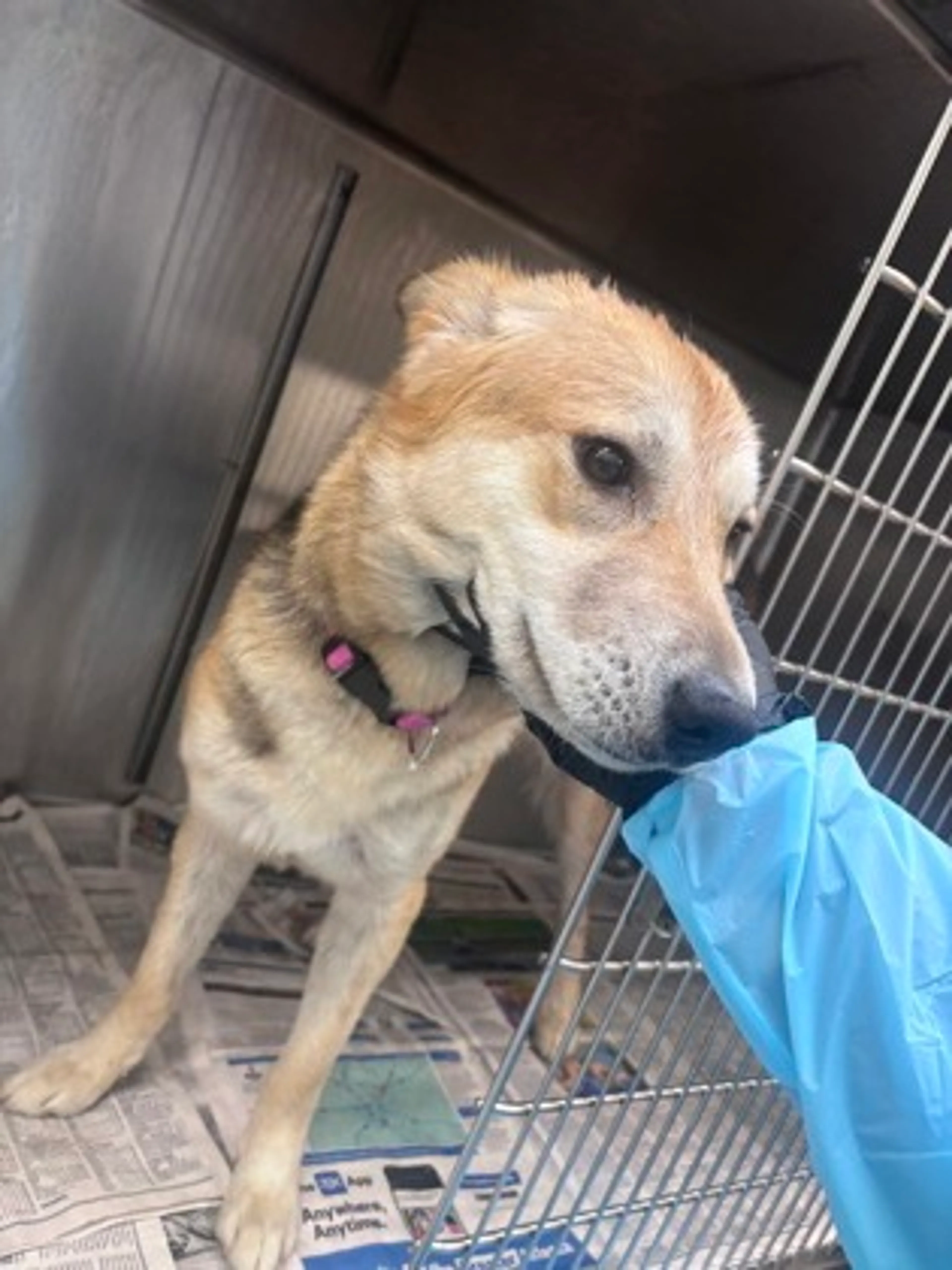 Found pet