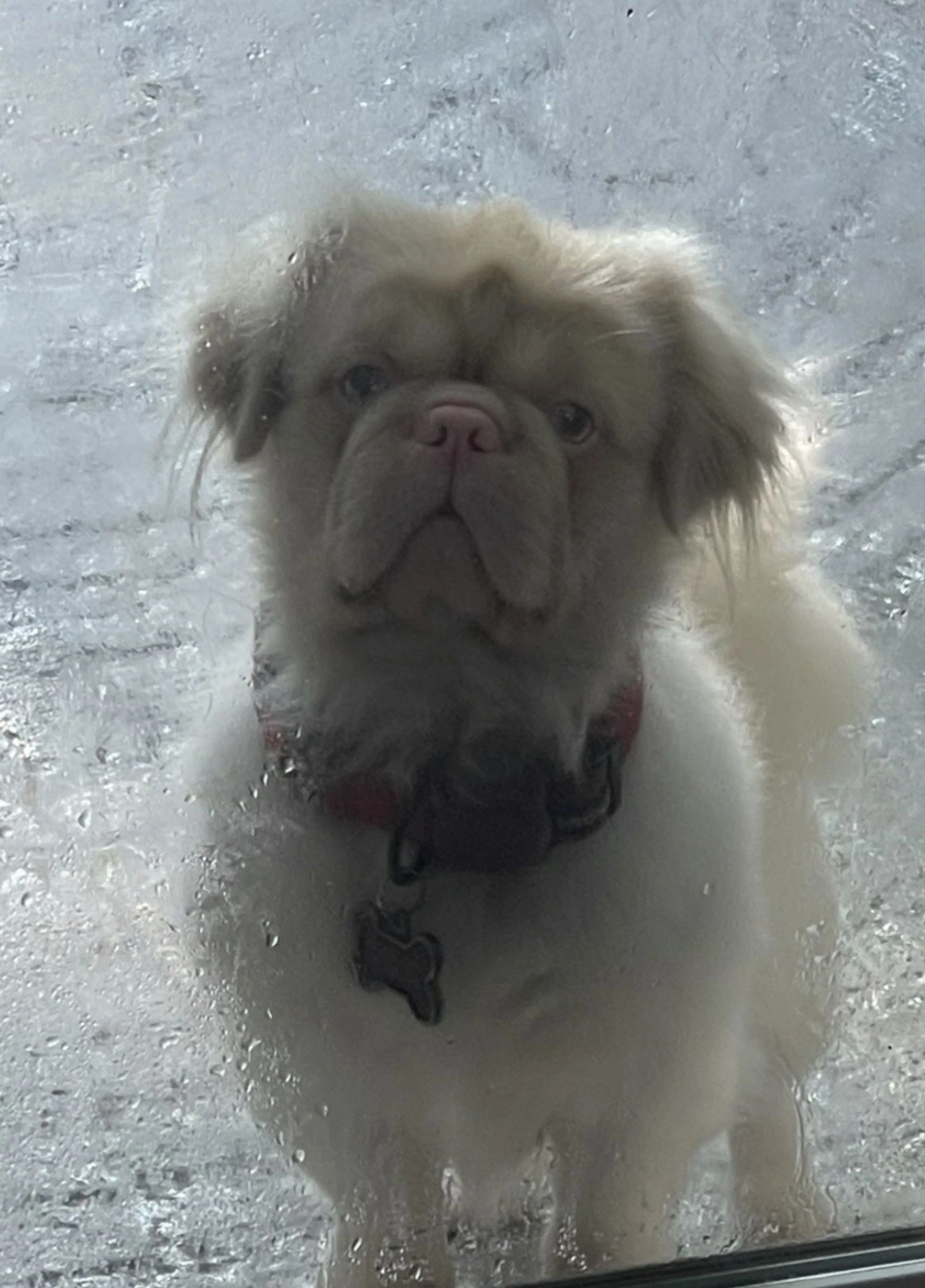 Lost pet
