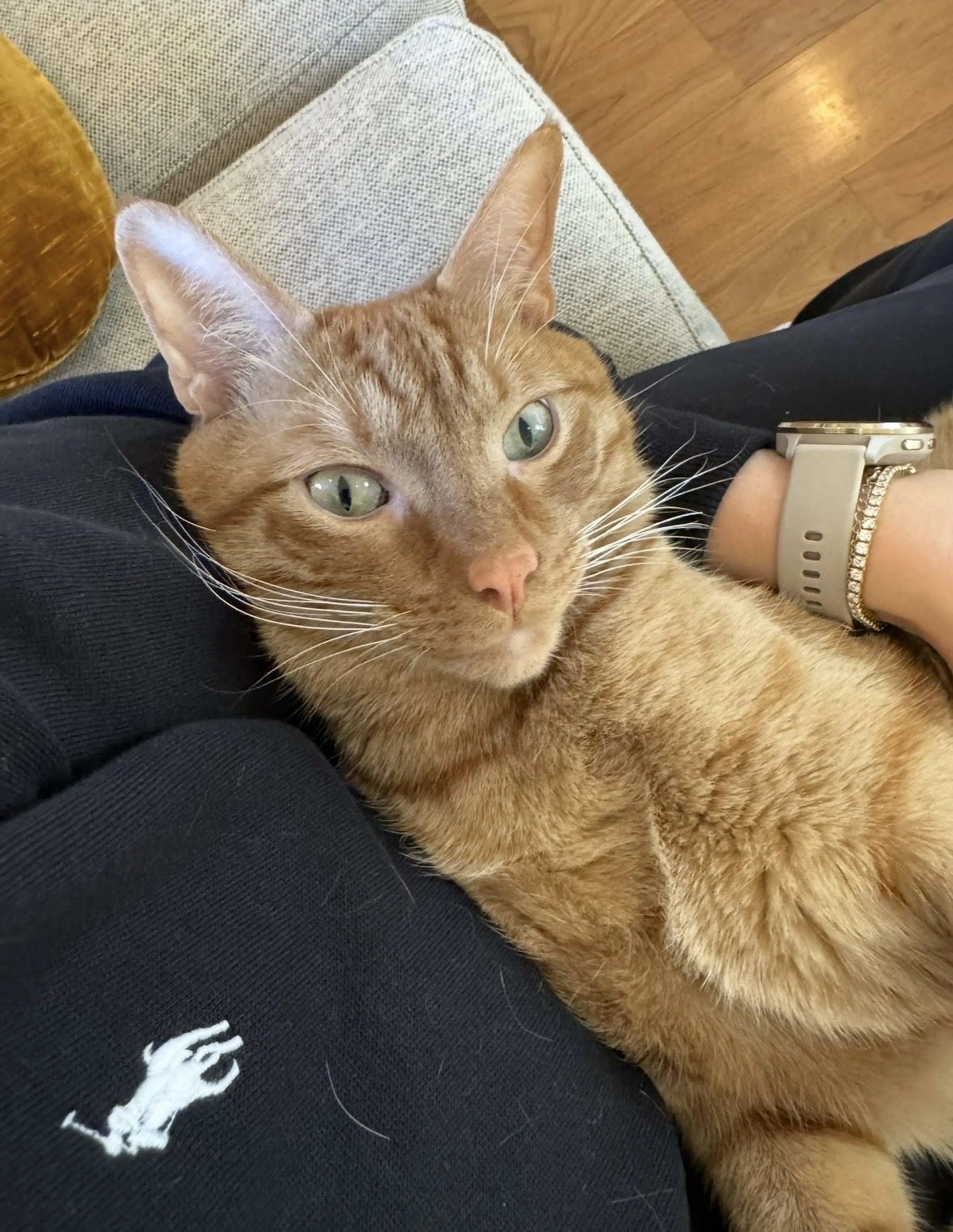Lost pet-2