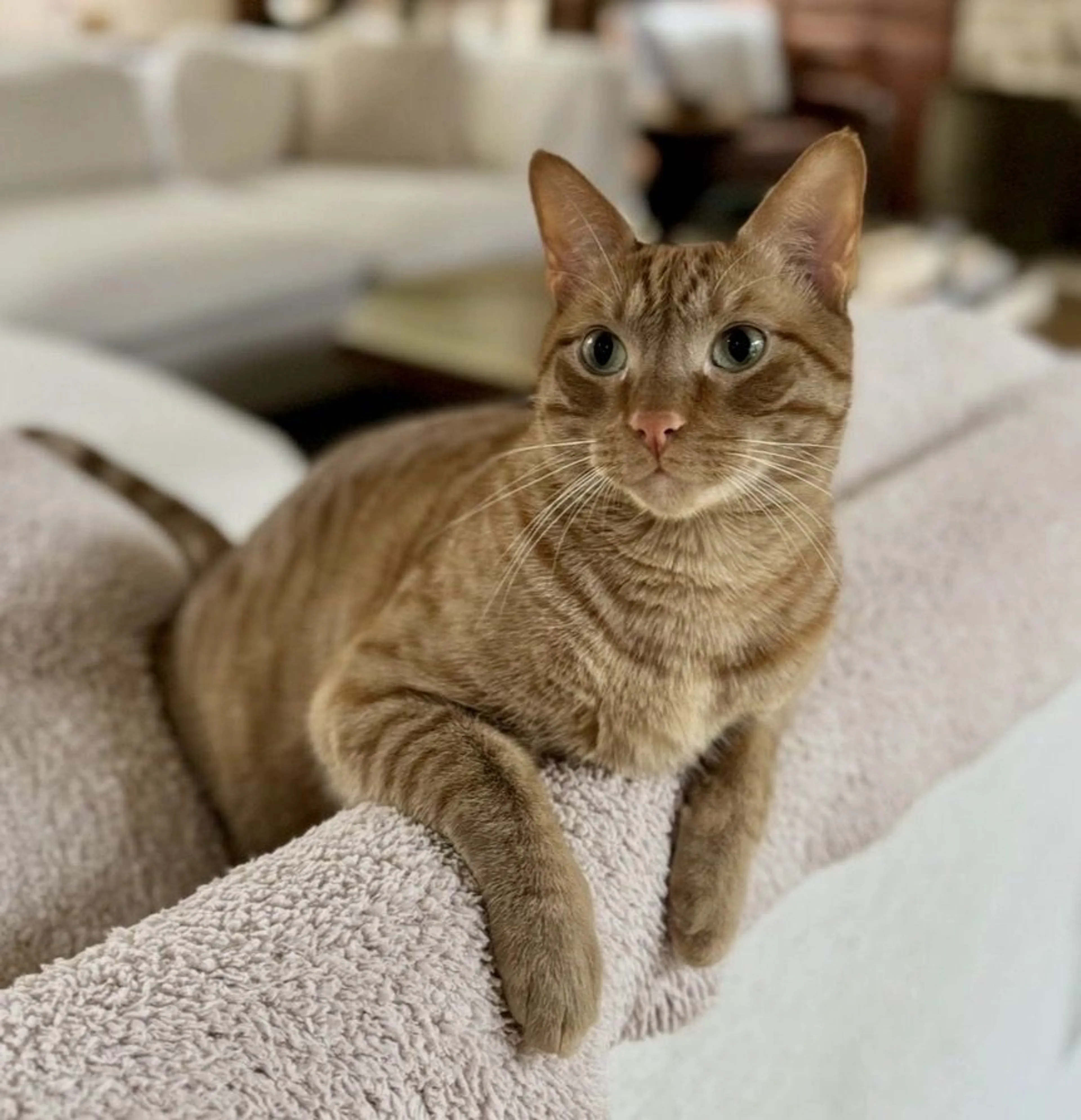 Lost pet-1