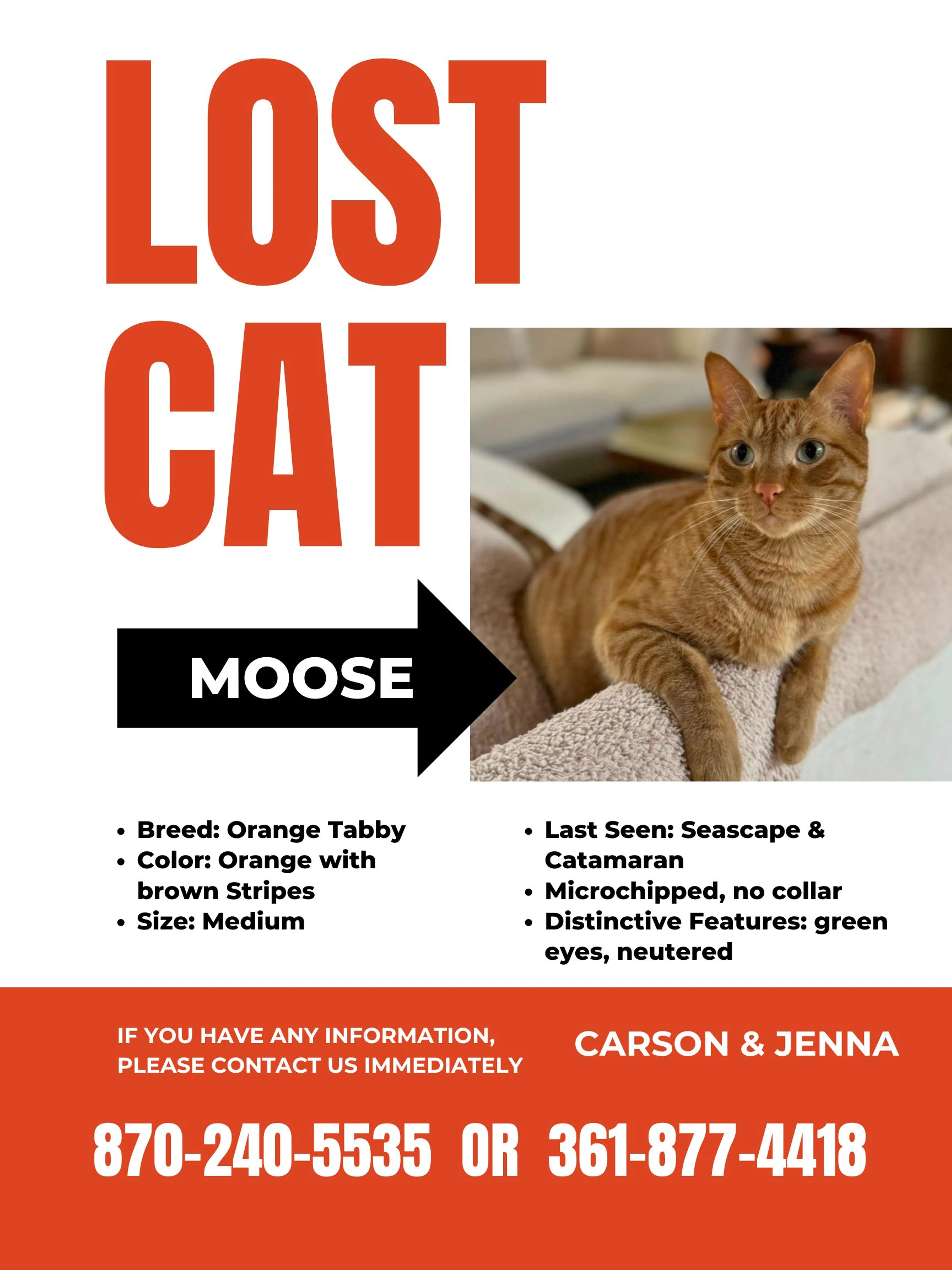 Lost pet-0