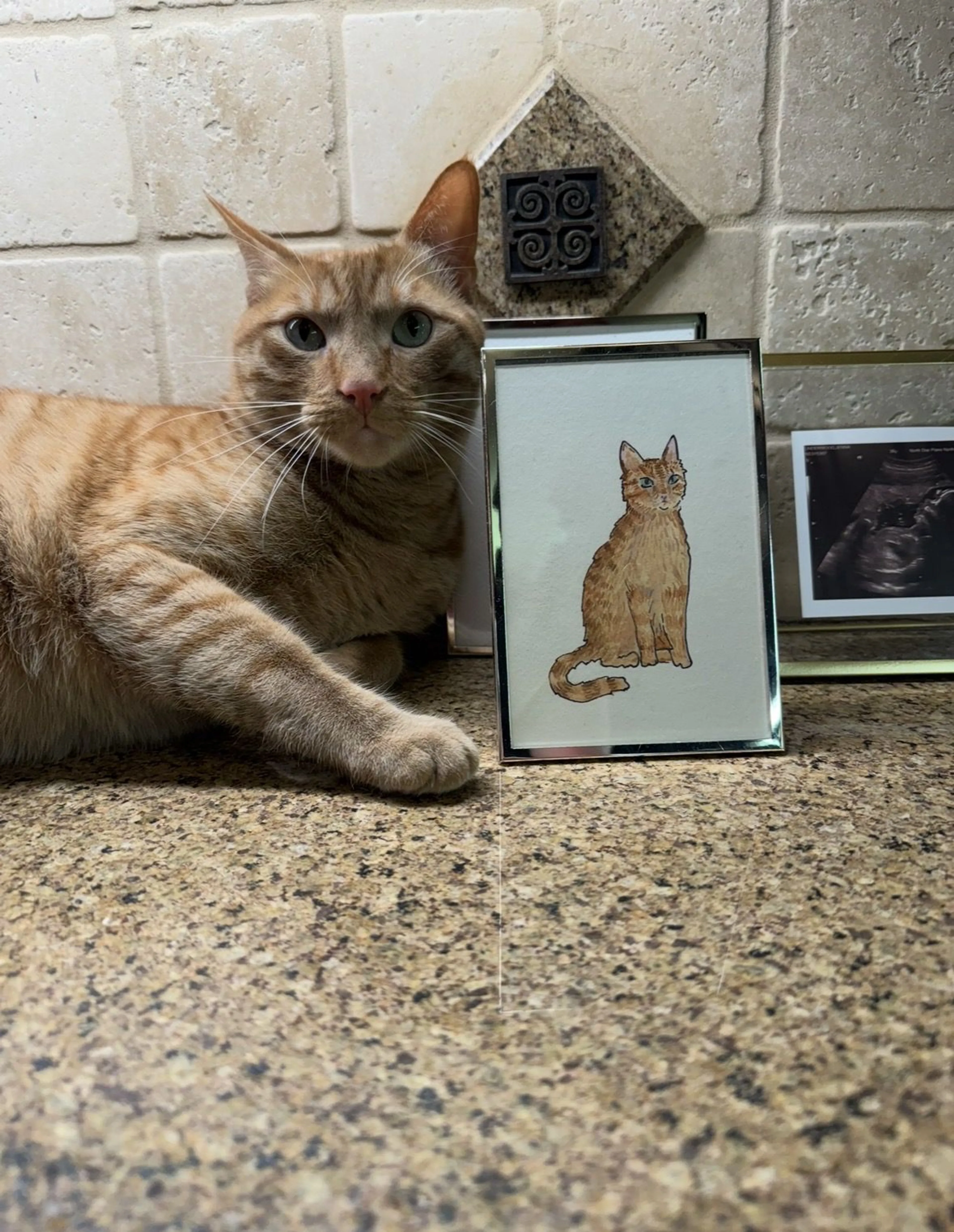 Lost pet-4