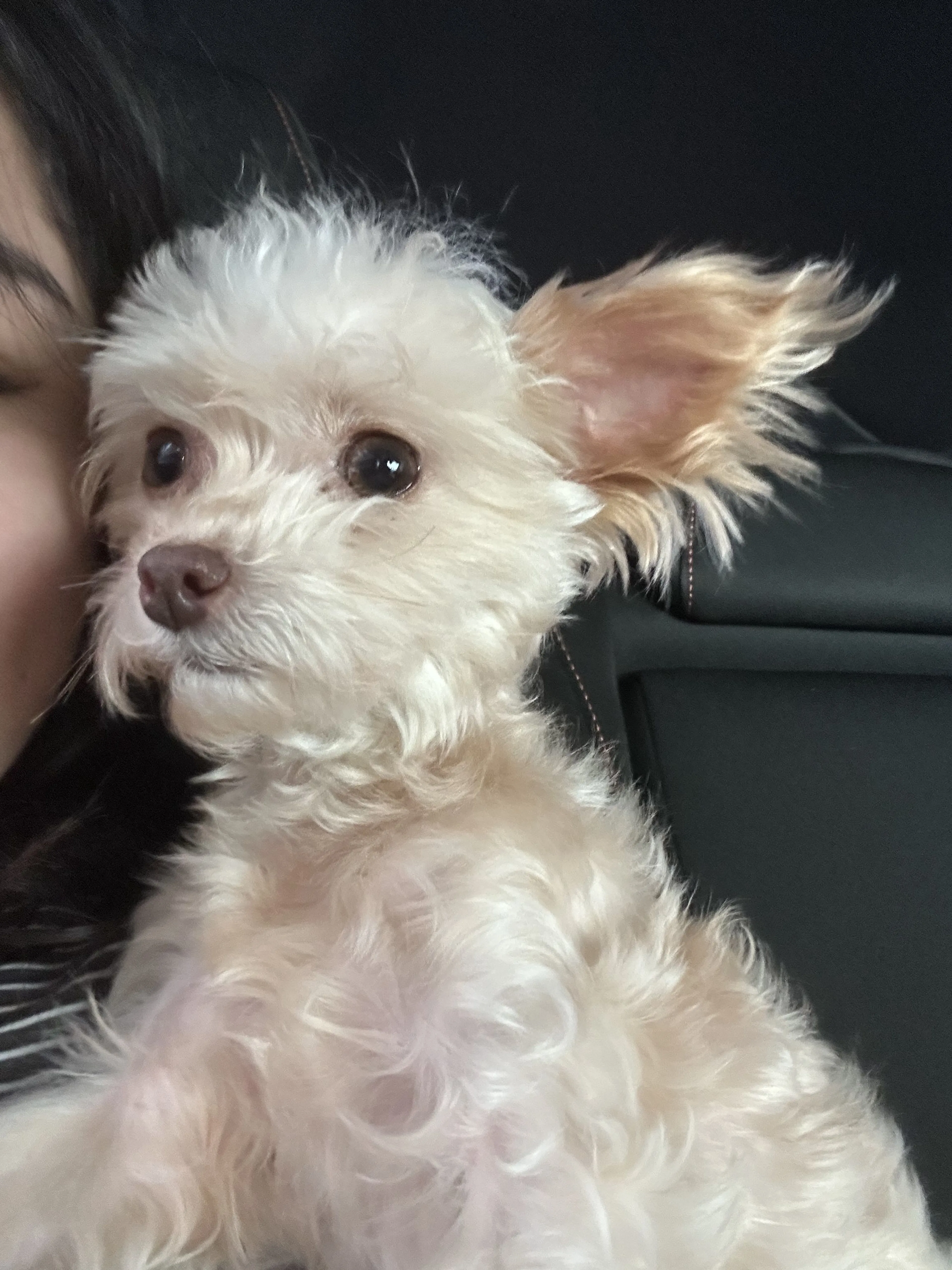 Lost pet-1