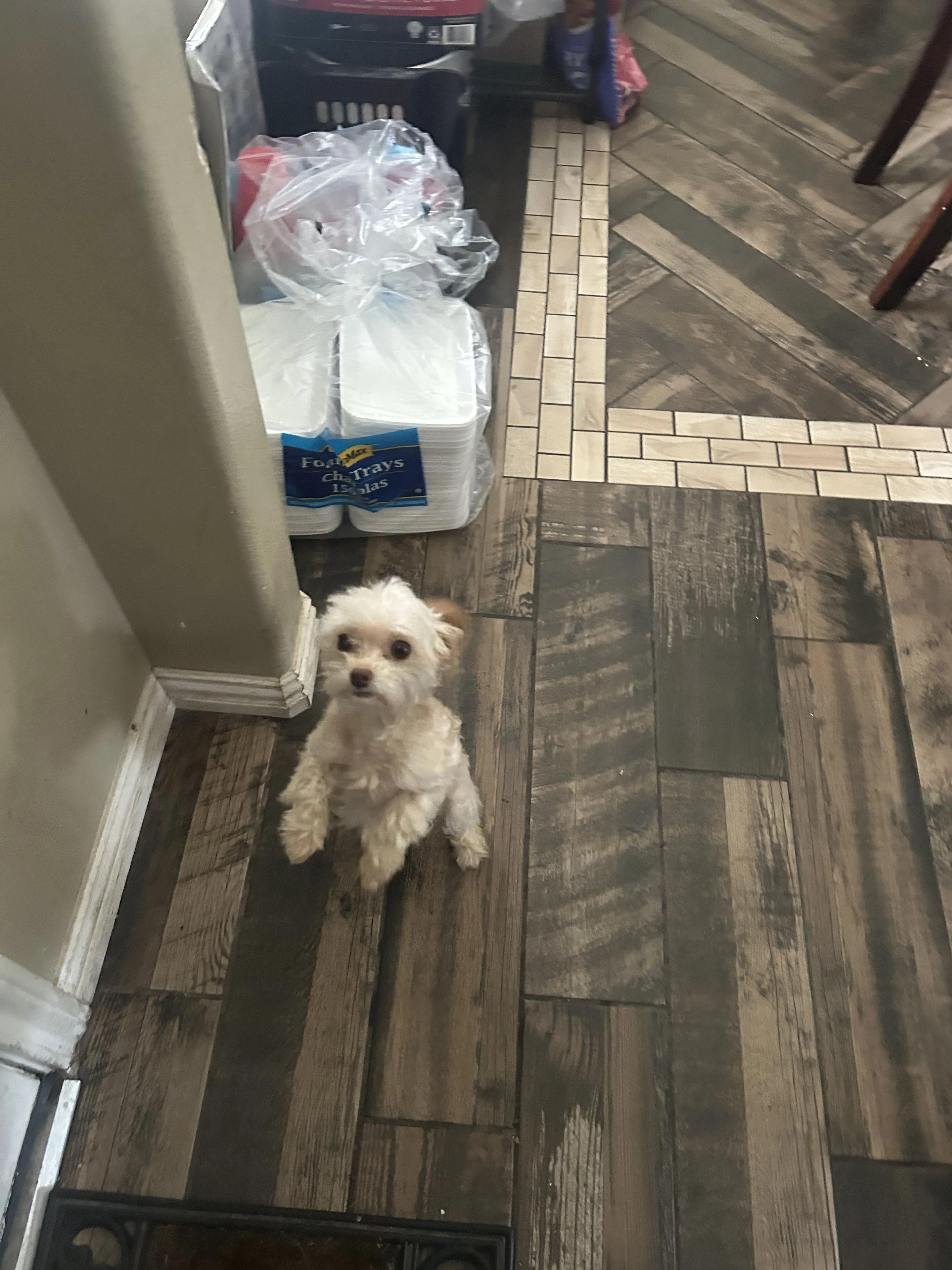 Lost pet-2