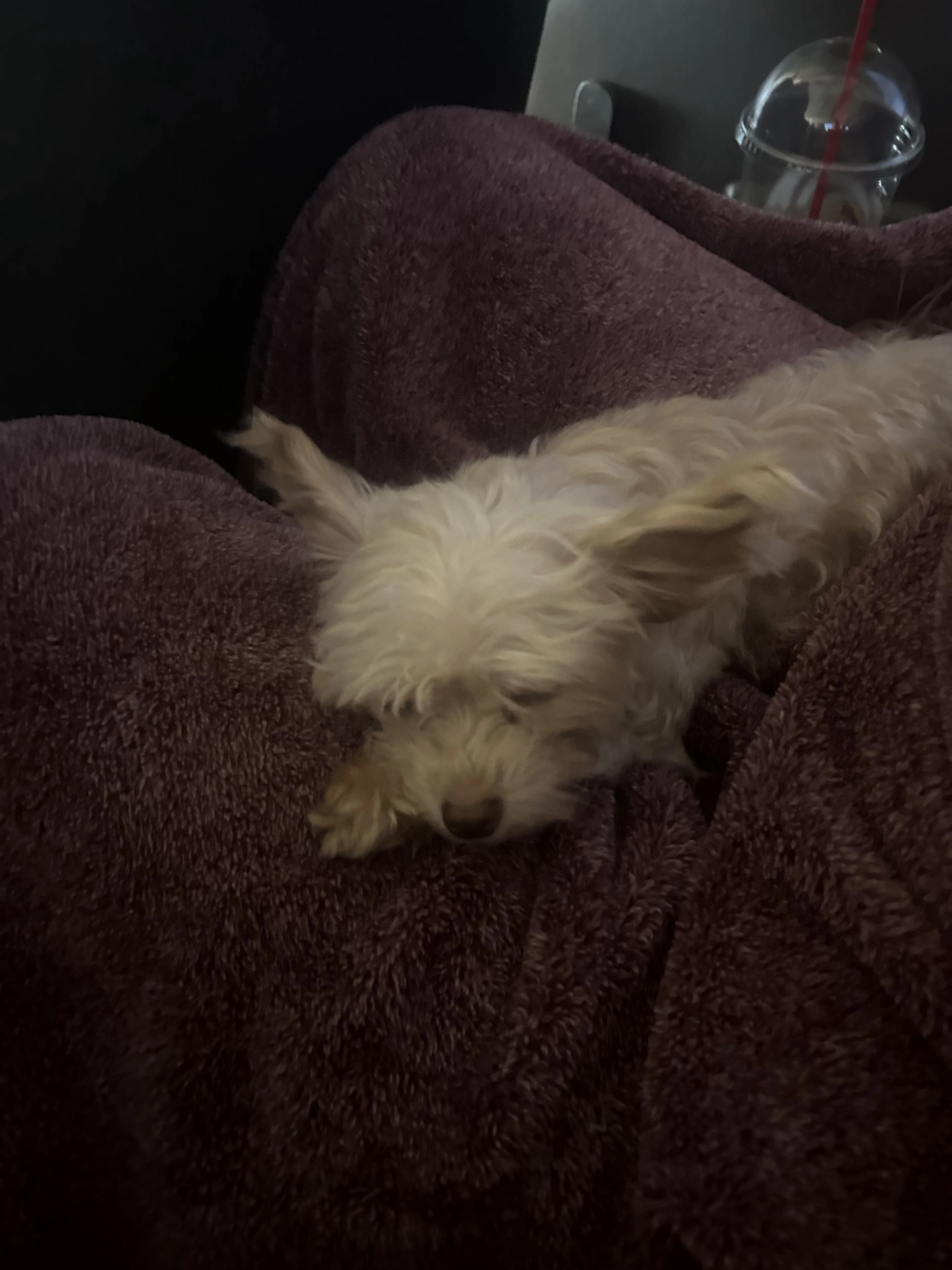 Lost pet-0