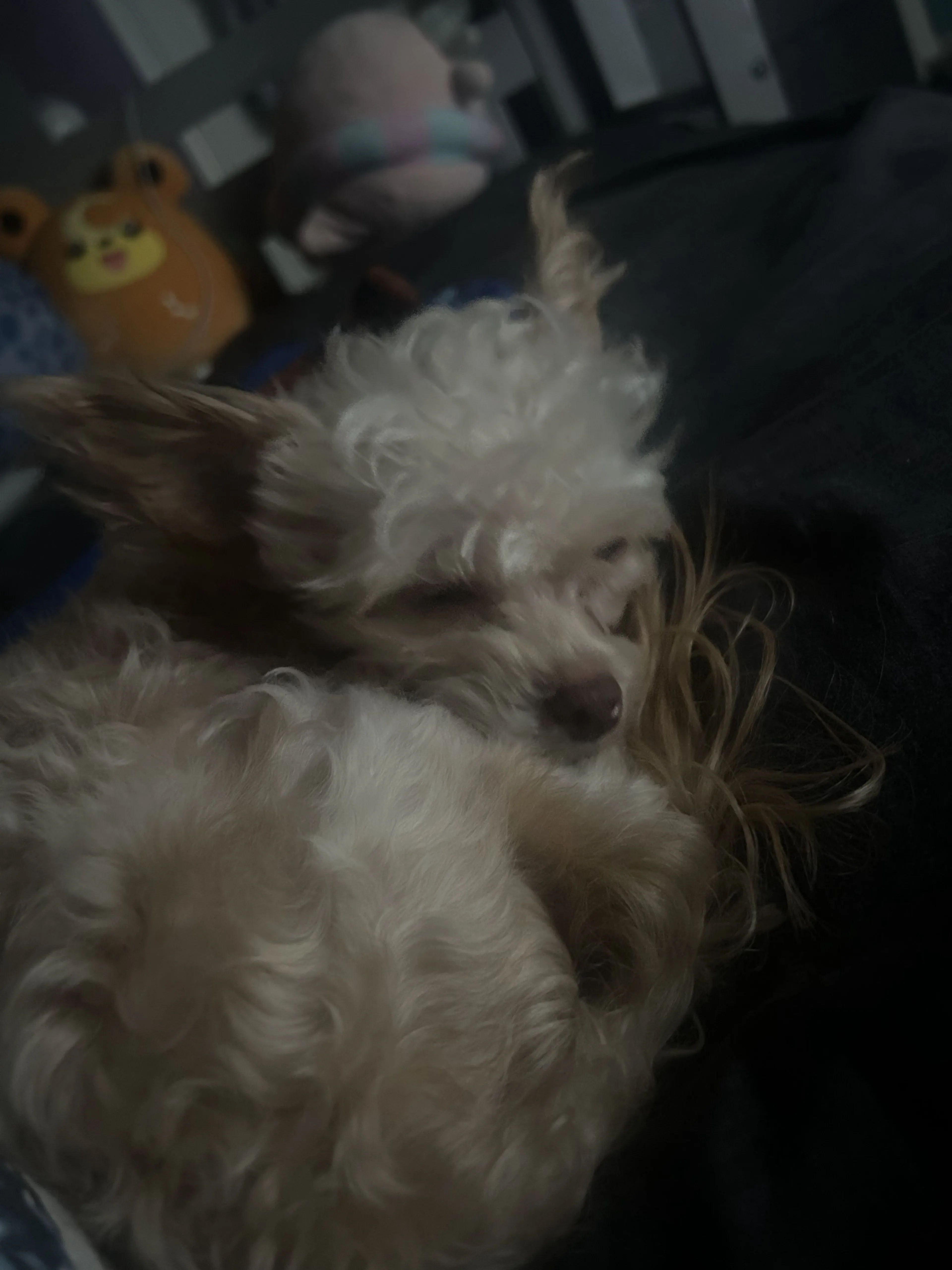 Lost pet-4