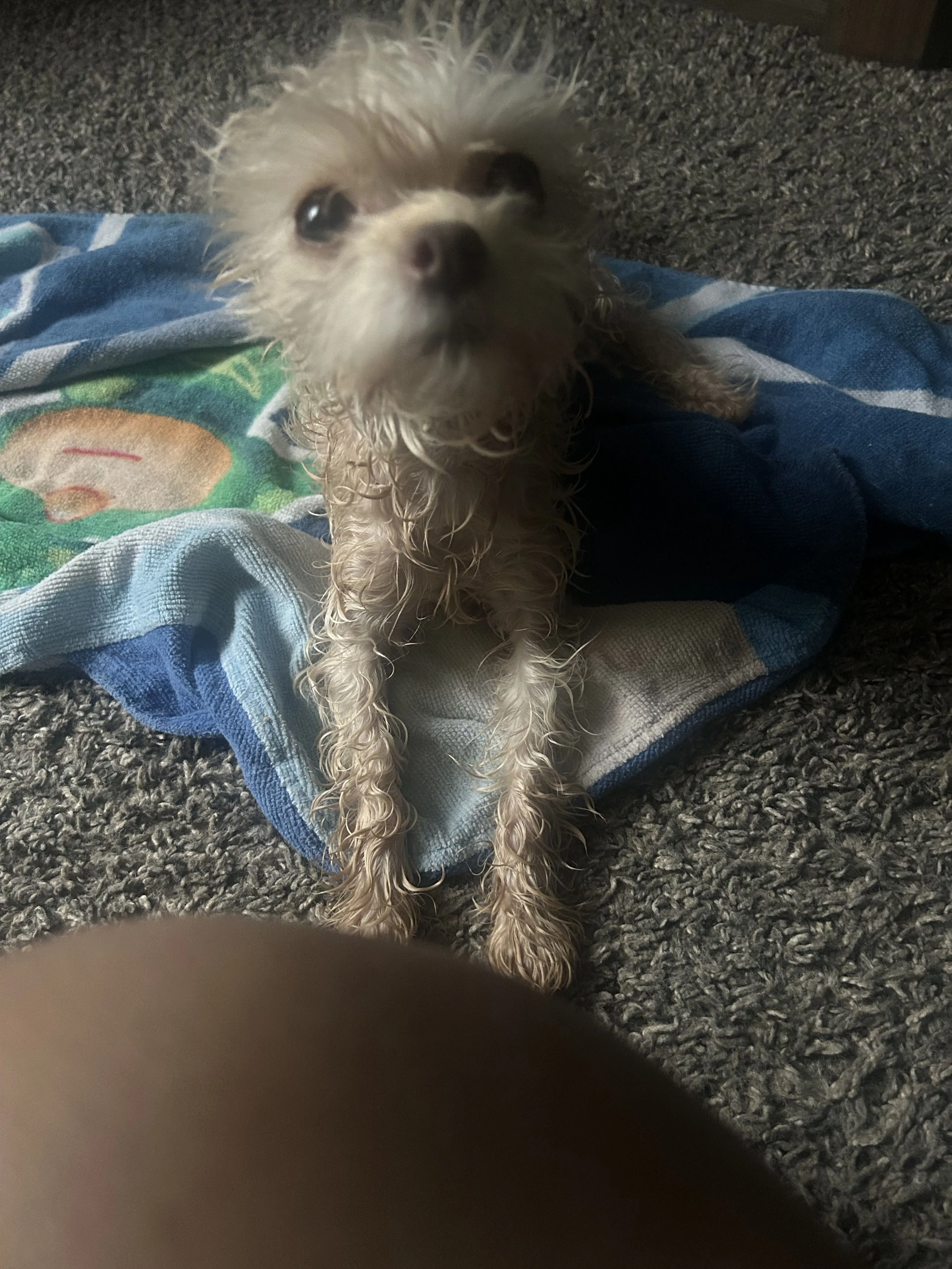Lost pet-3