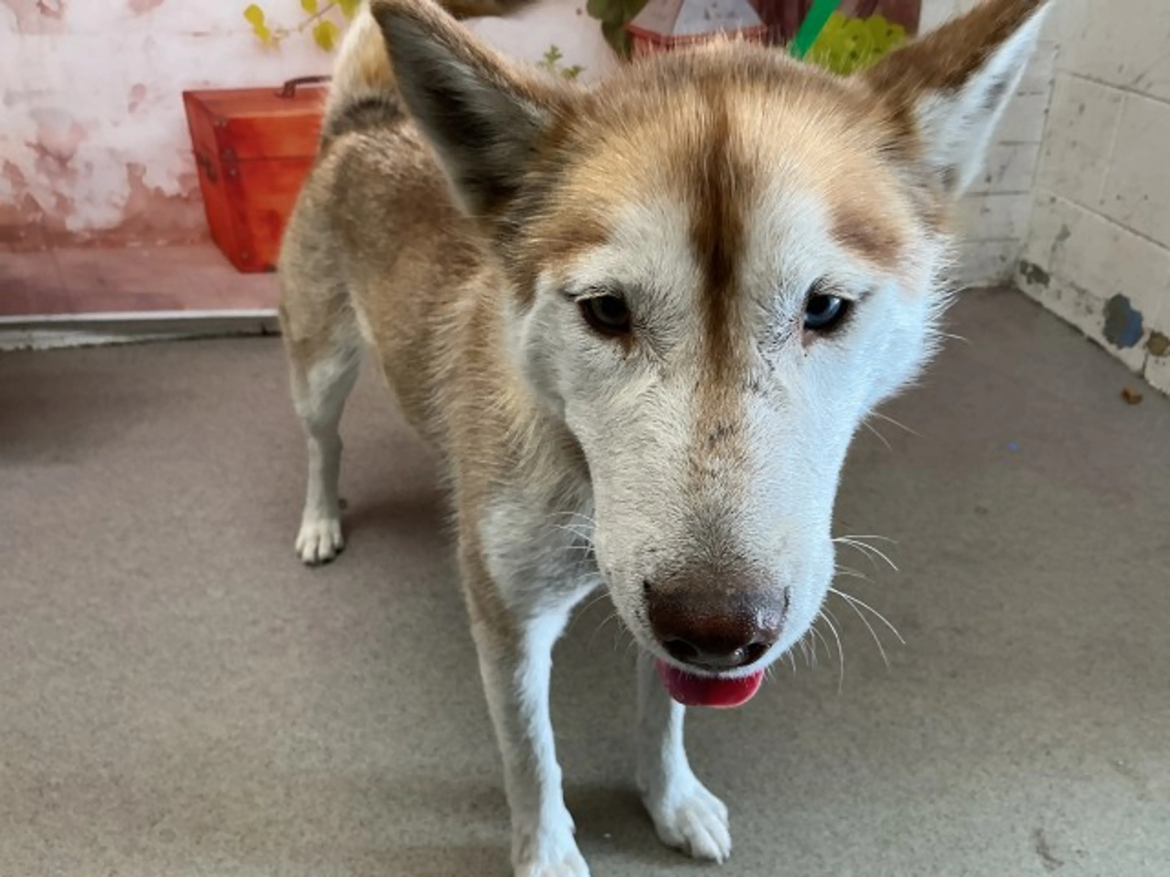 Found pet