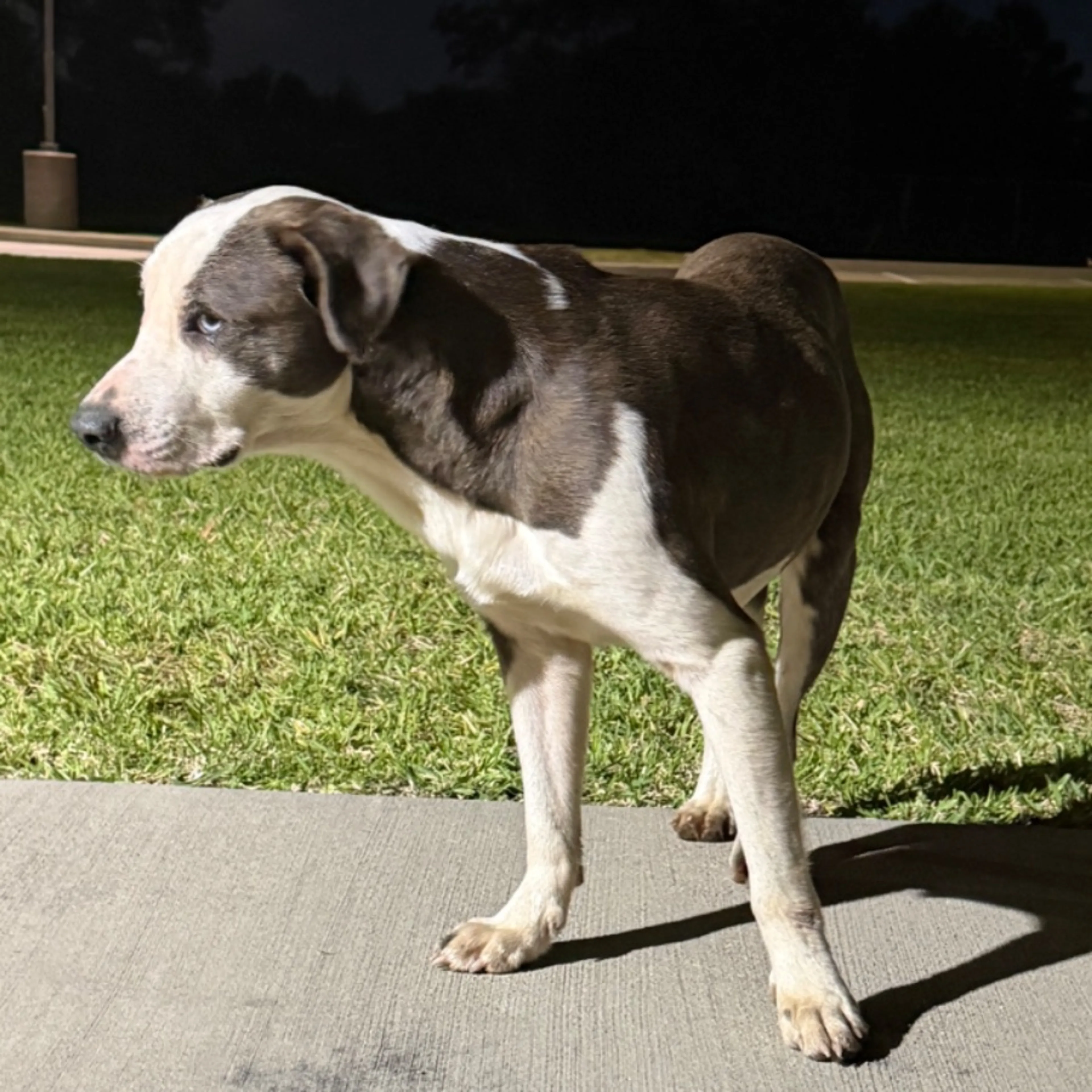 Found pet