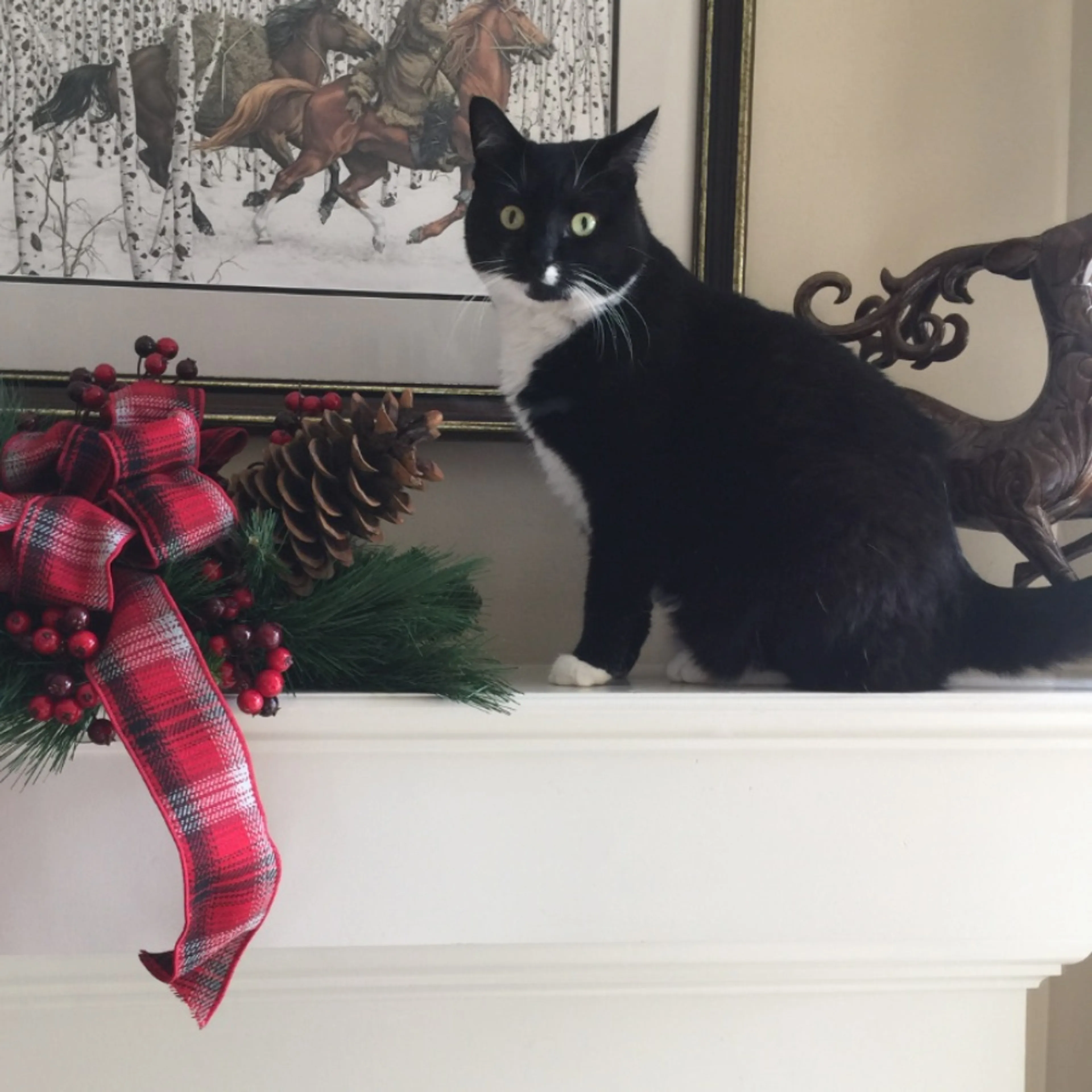 Lost pet
