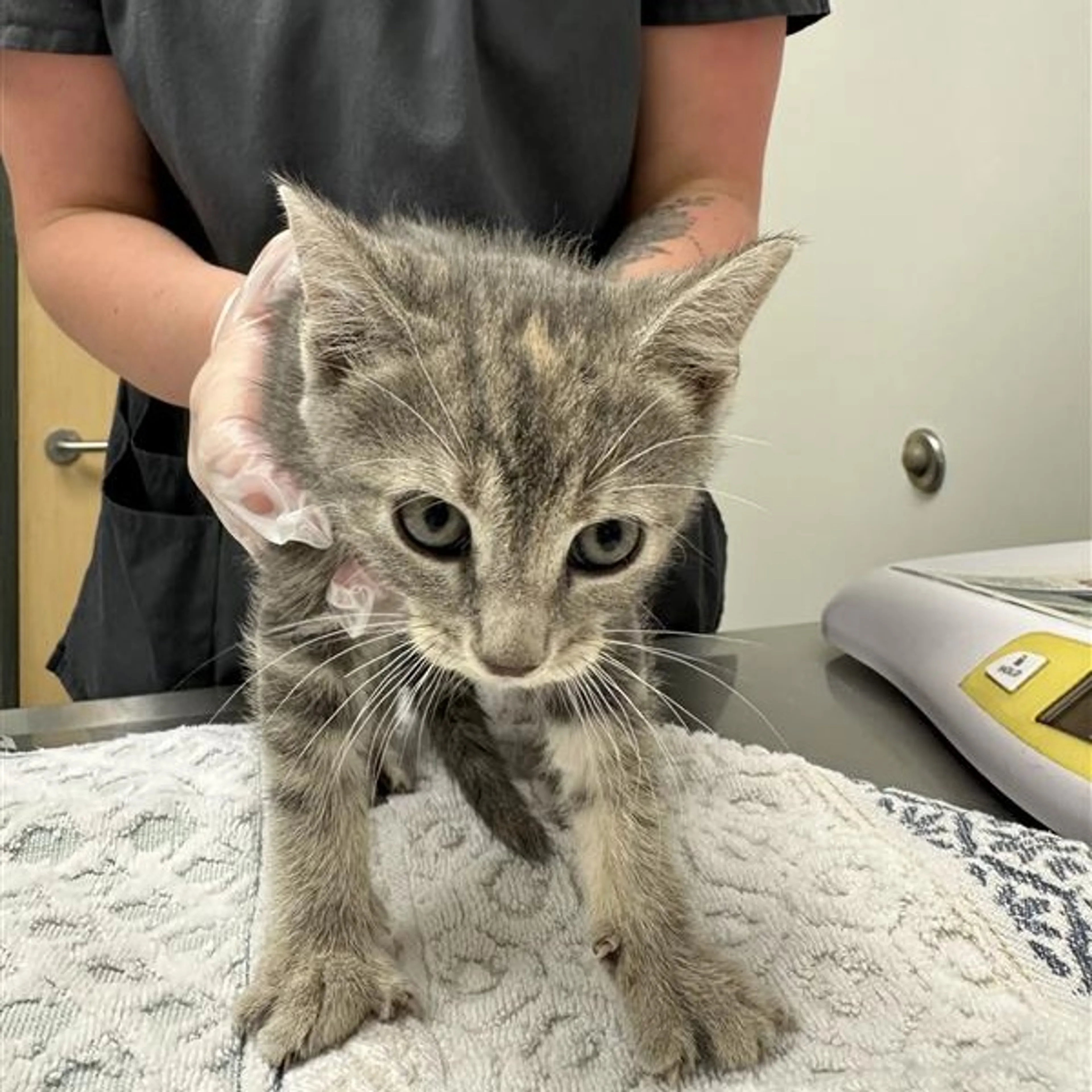 Found pet