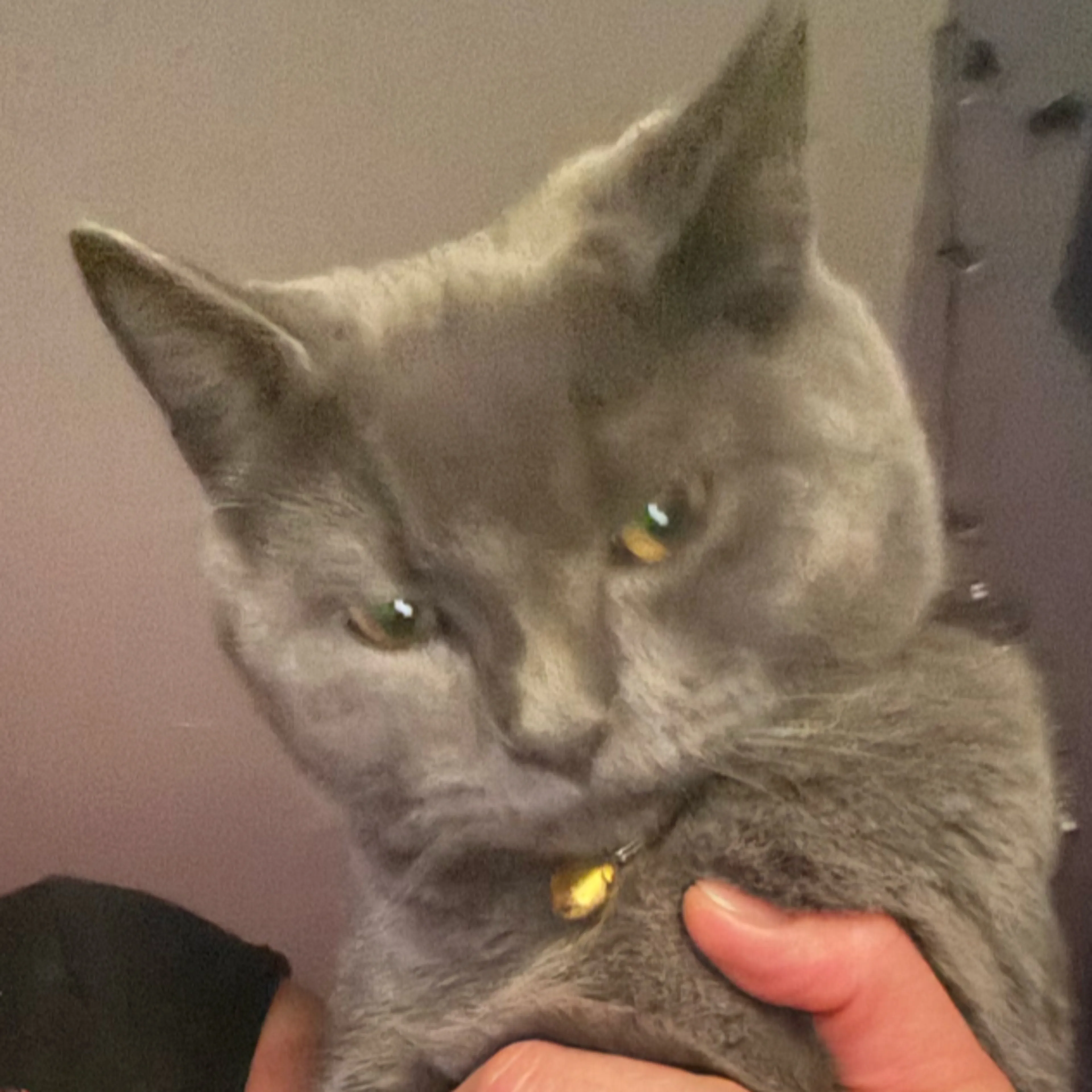 Lost pet-1