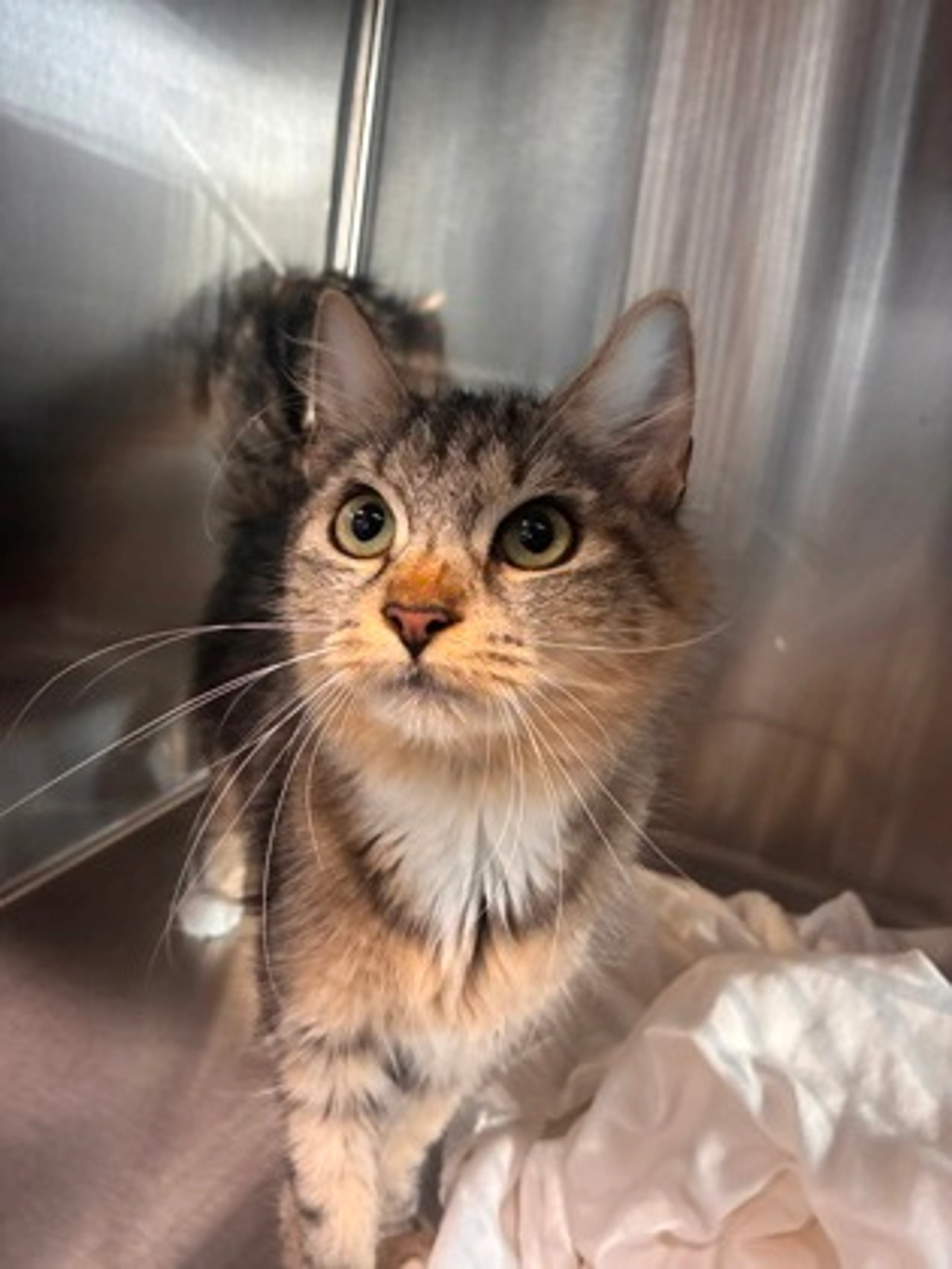 Found pet-1