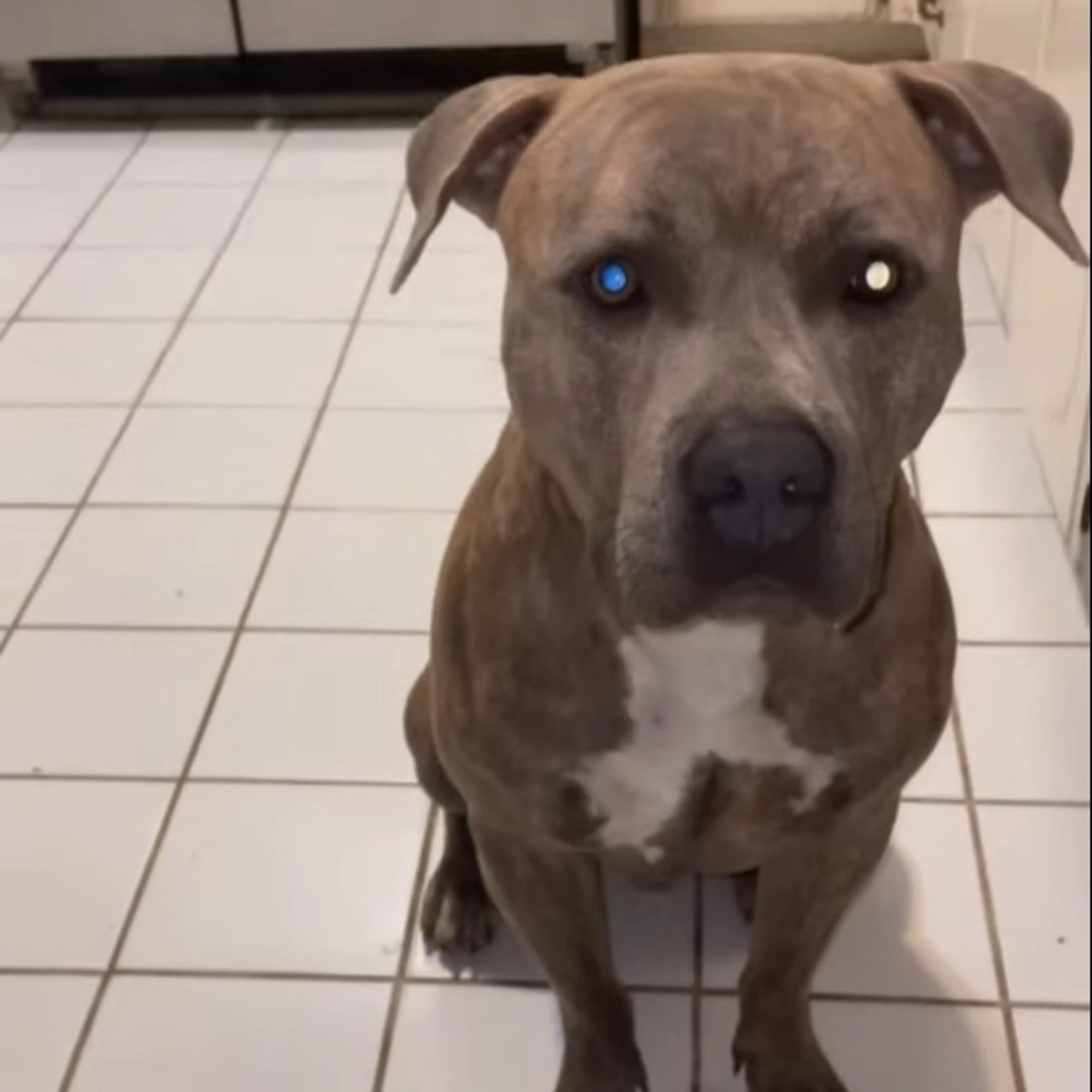 Lost pet
