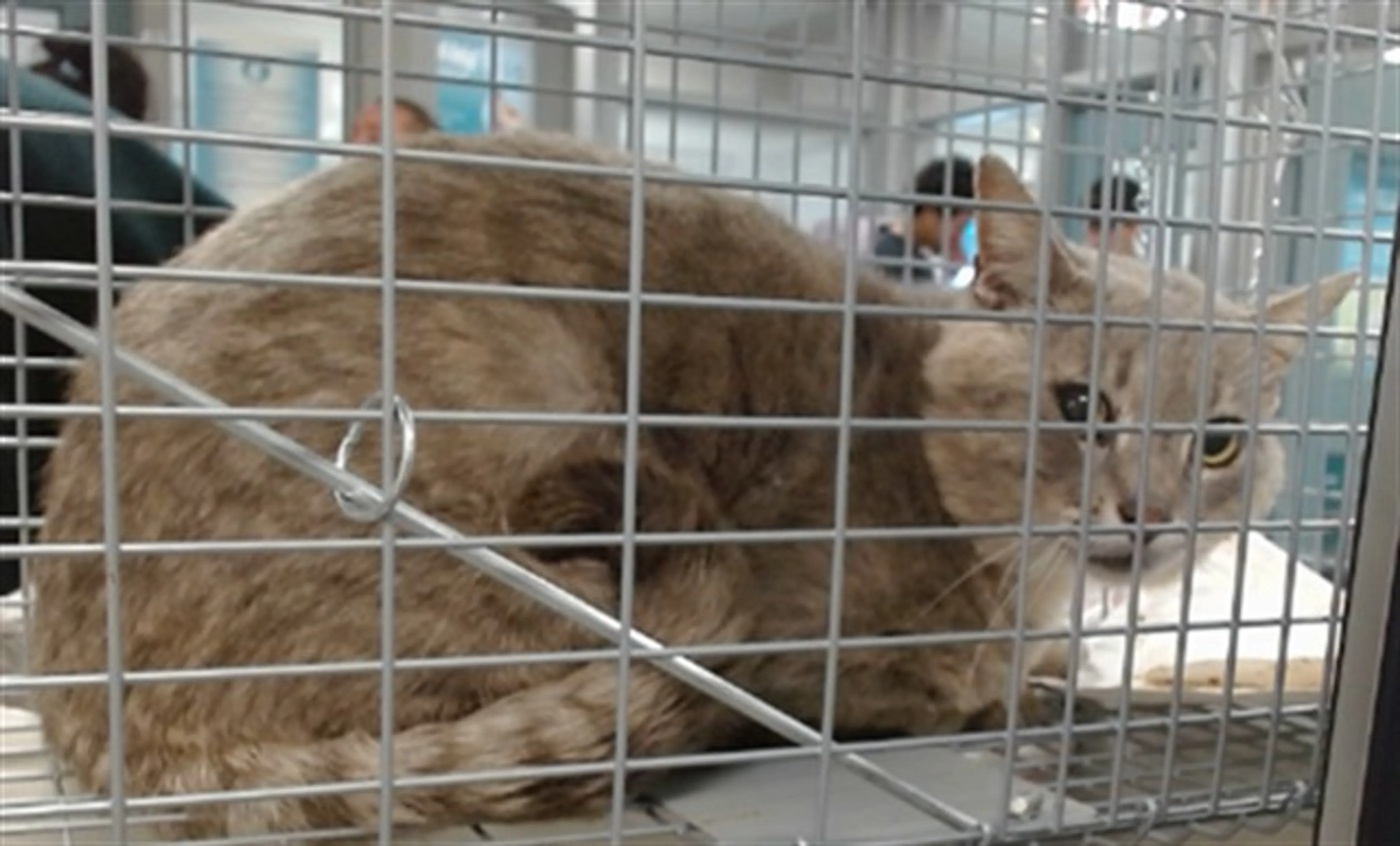 Found pet