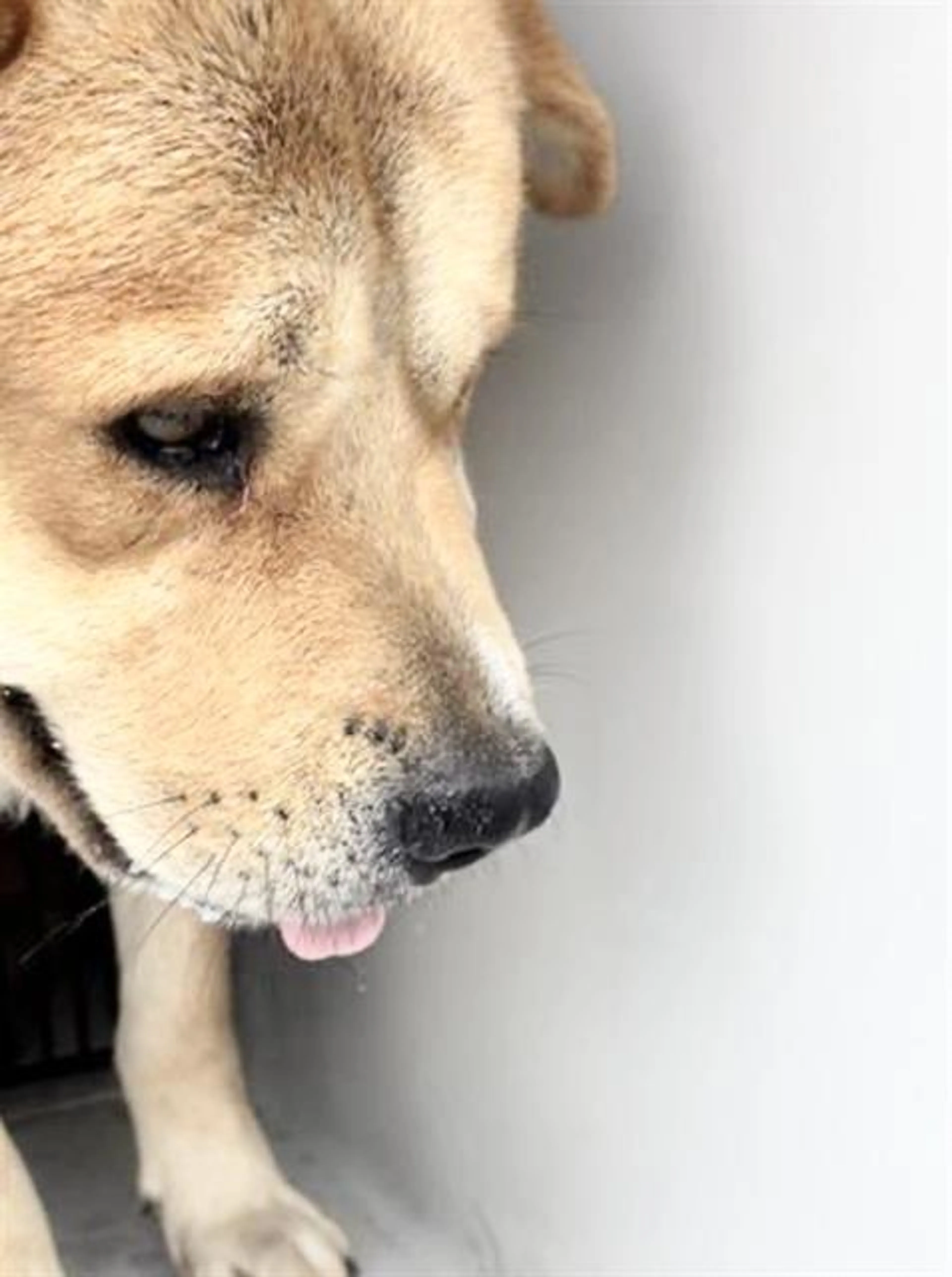 Found pet