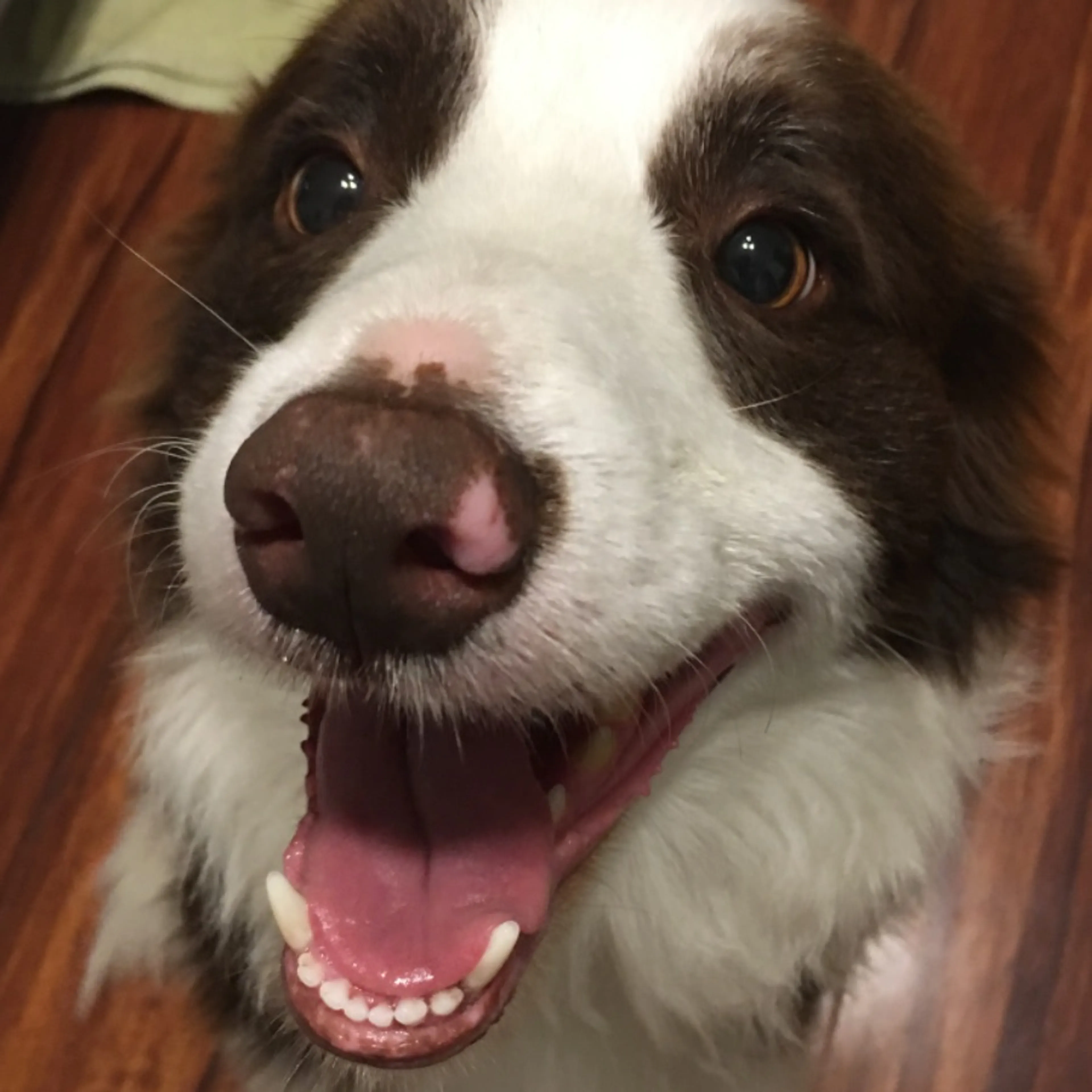 Lost pet