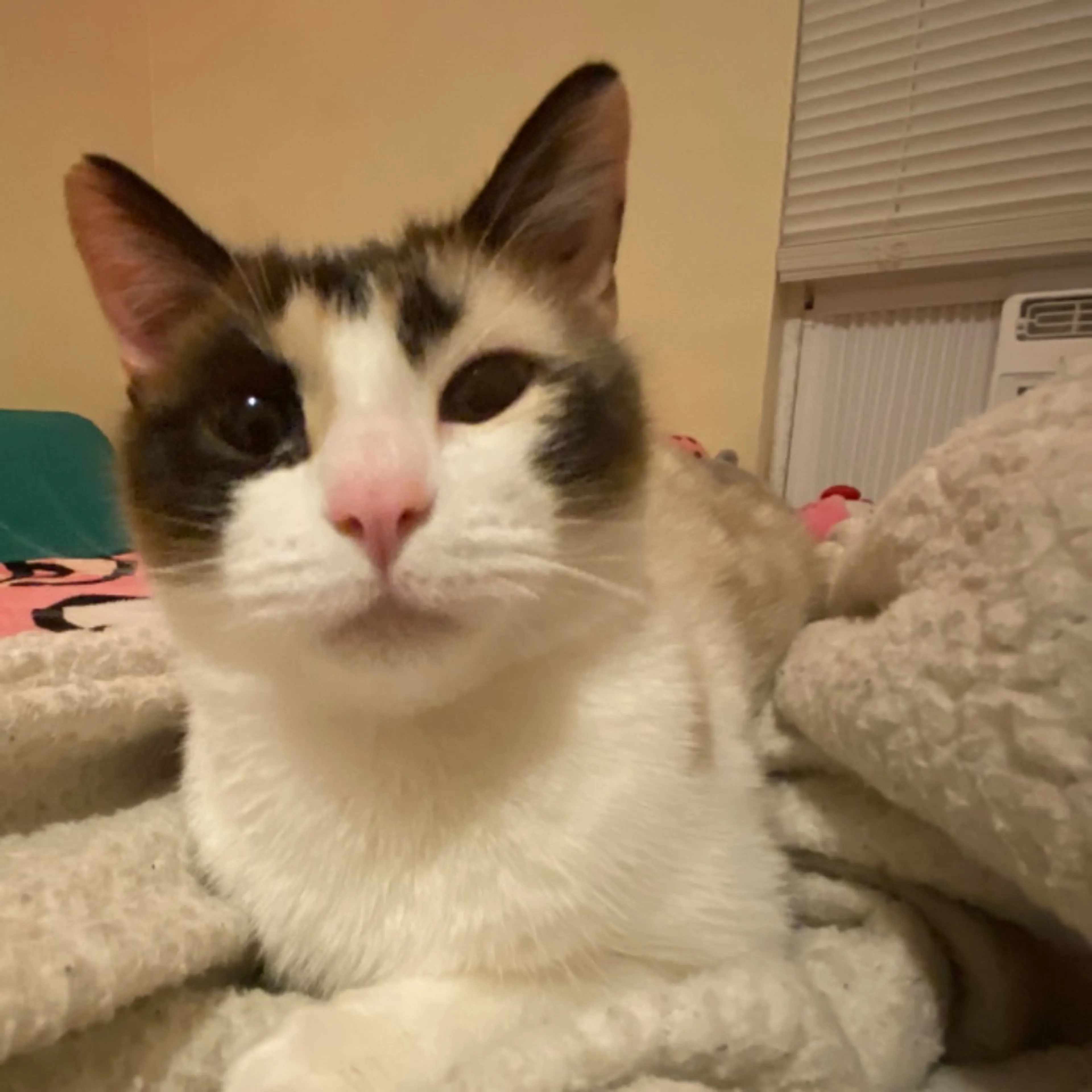 Lost pet