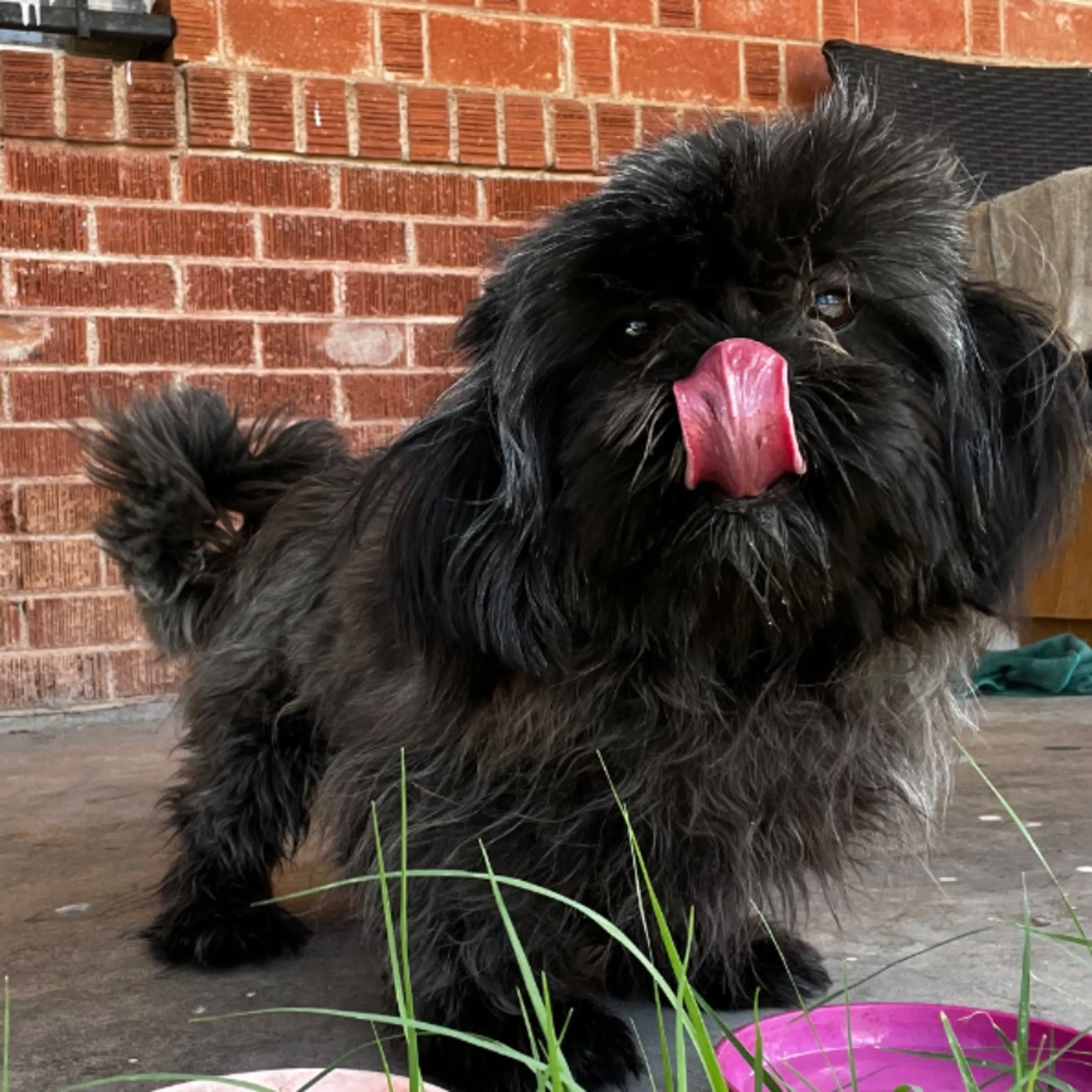Found pet