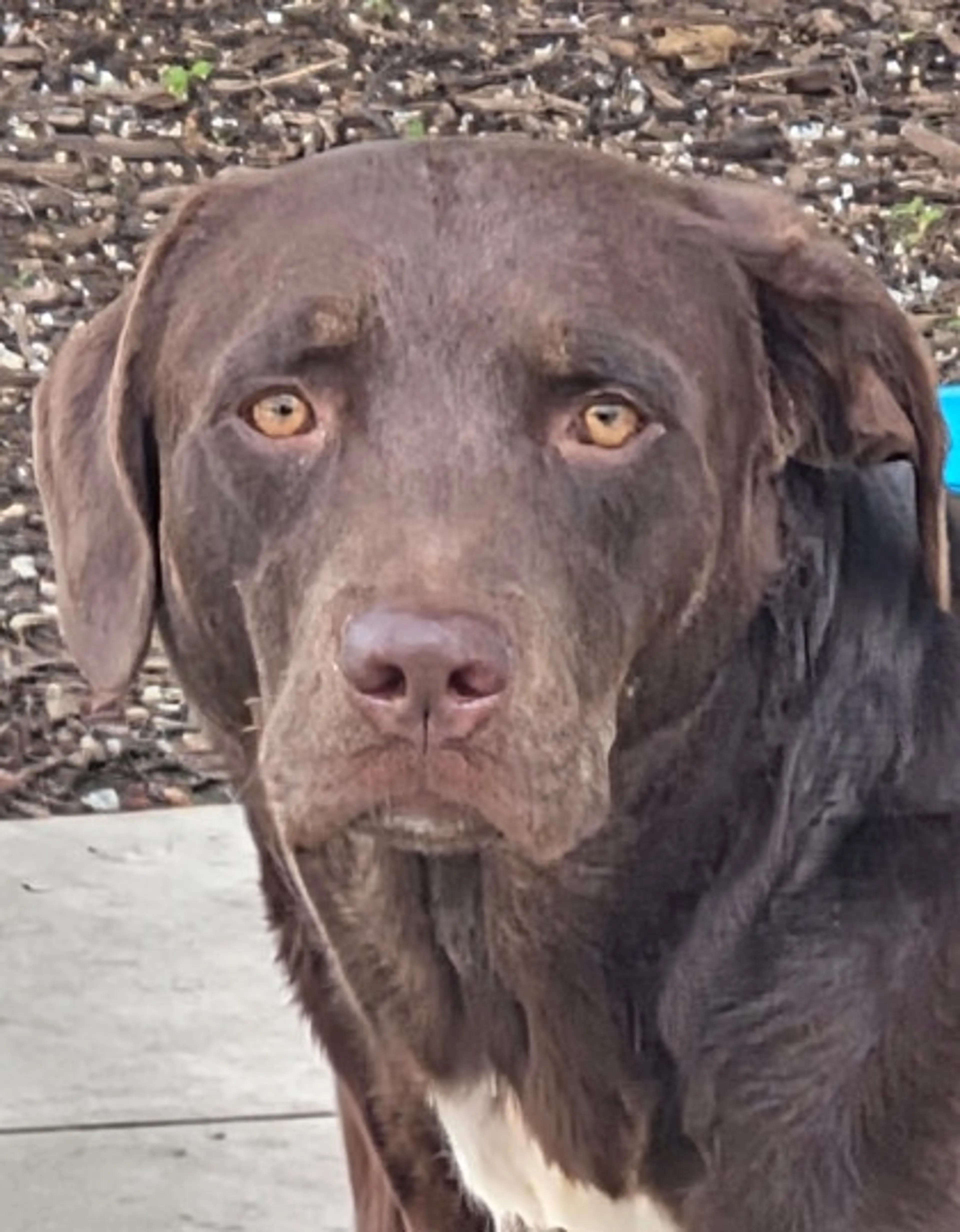 Found pet