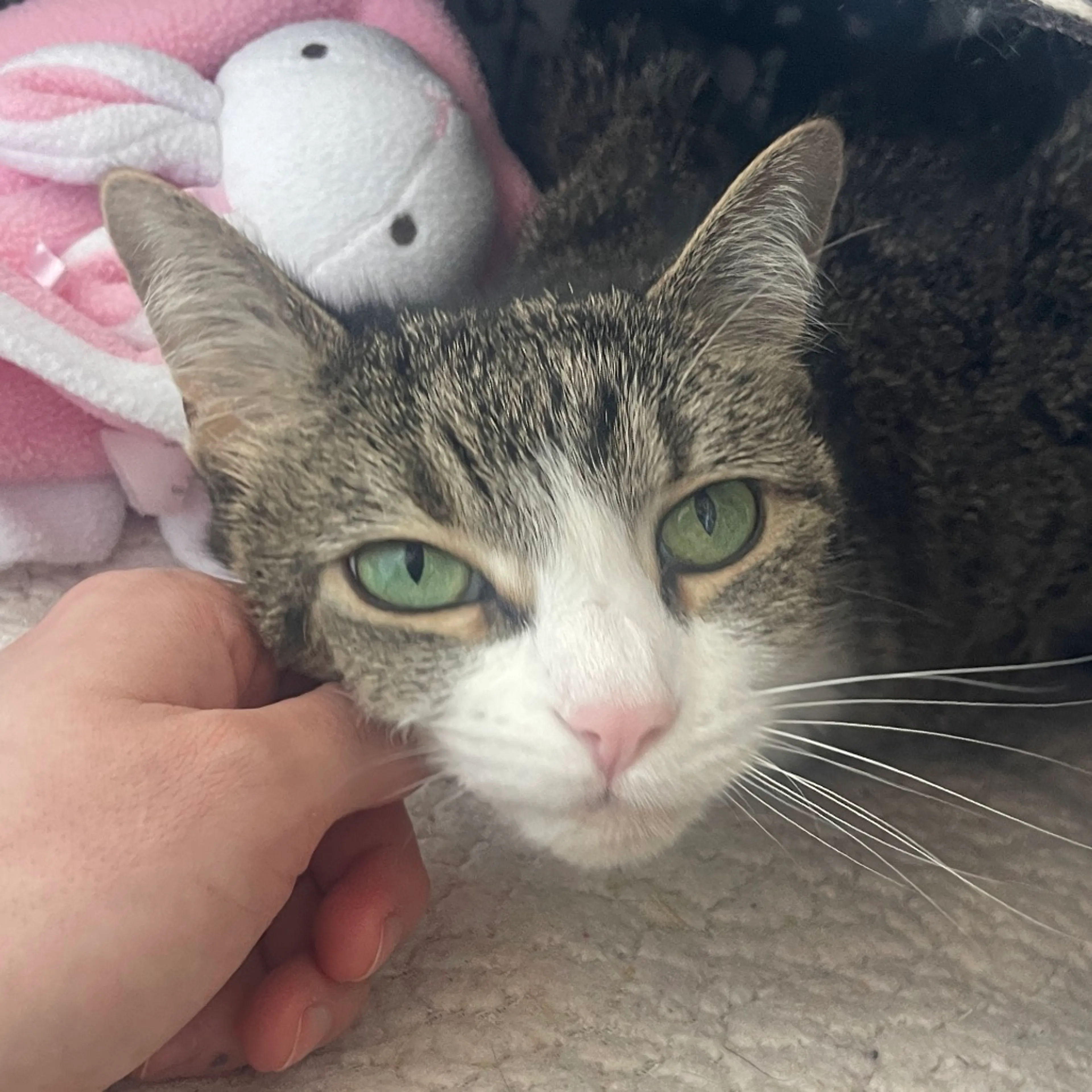 Found pet