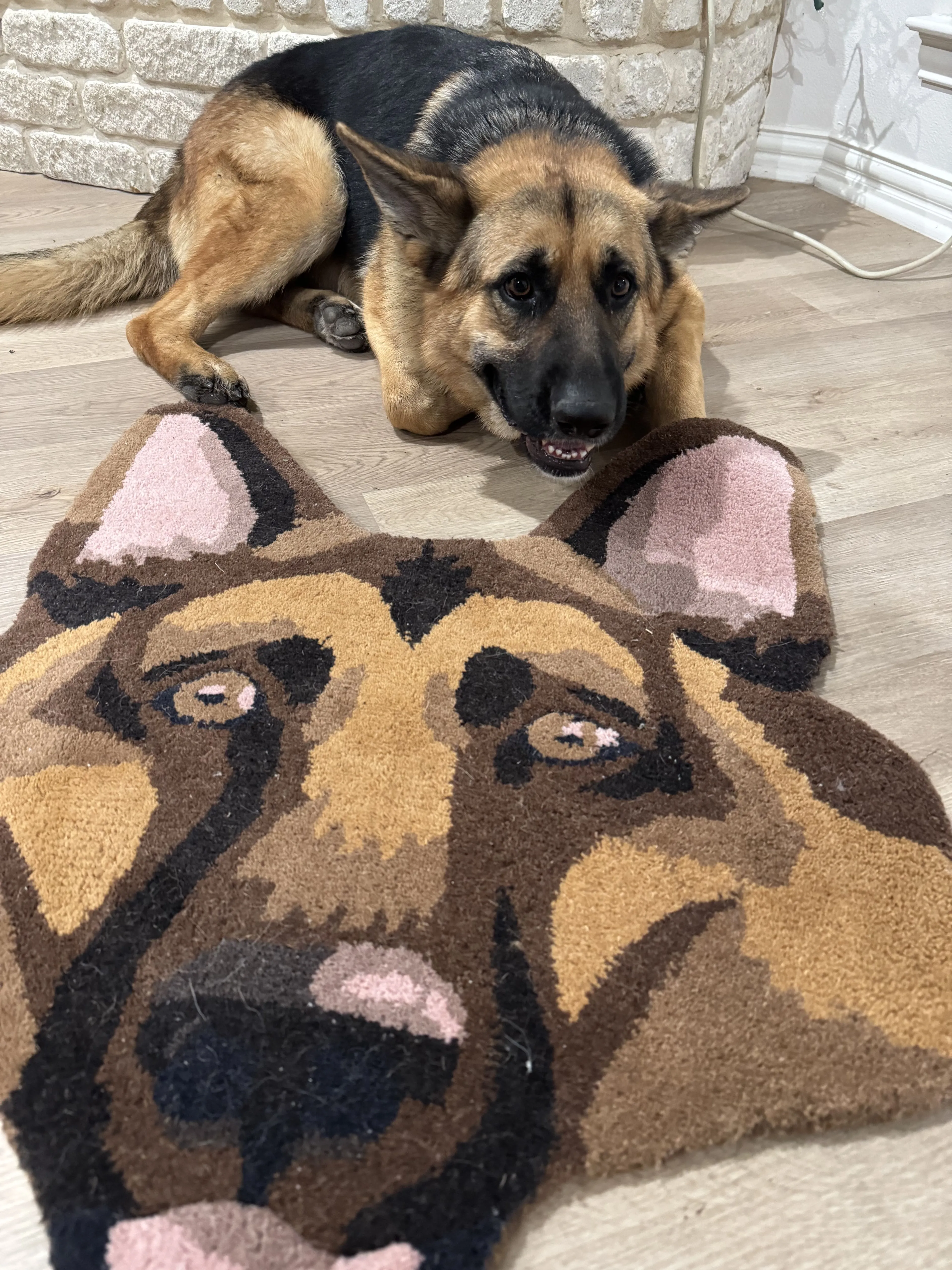 Lost pet