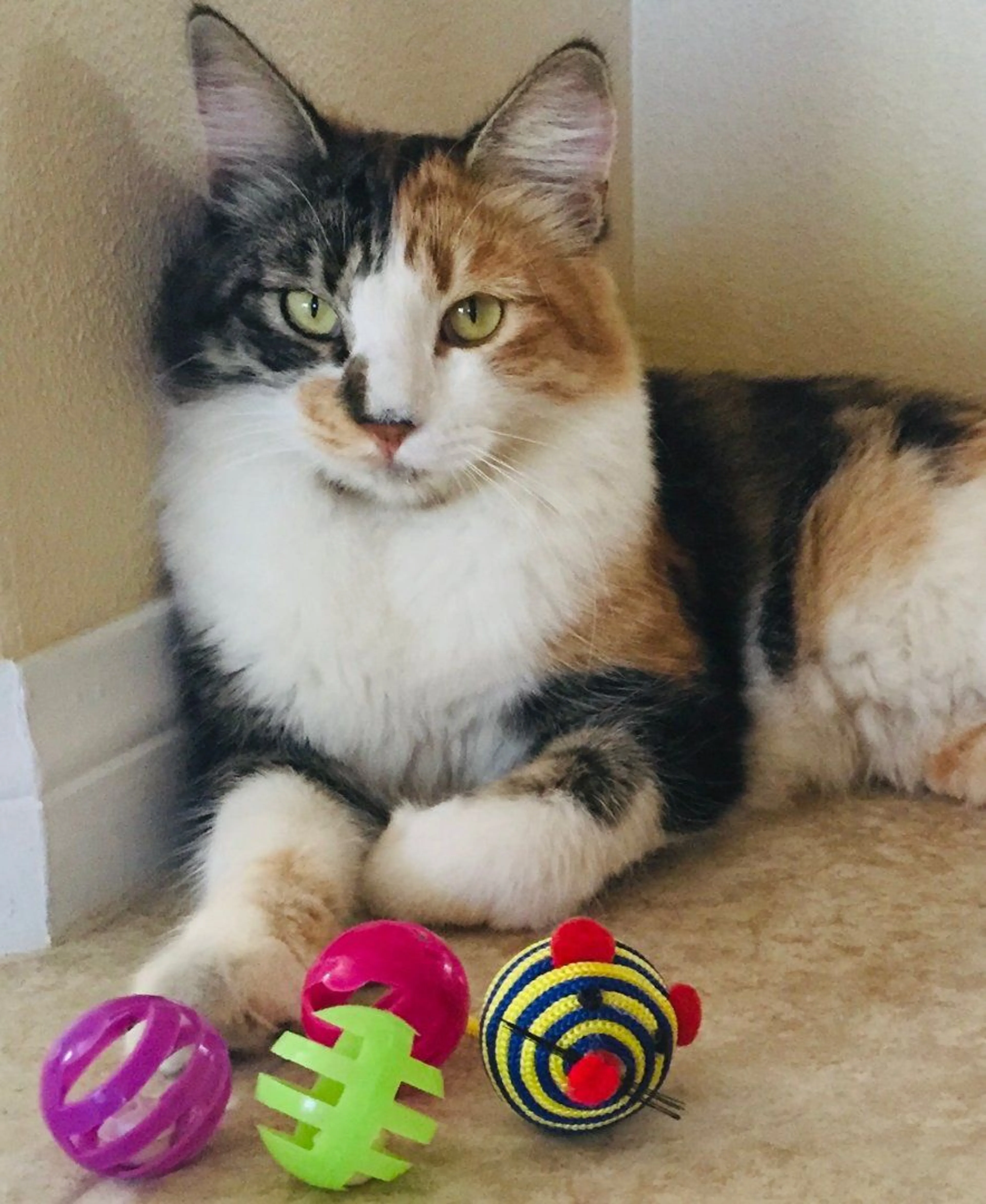 Lost pet-1