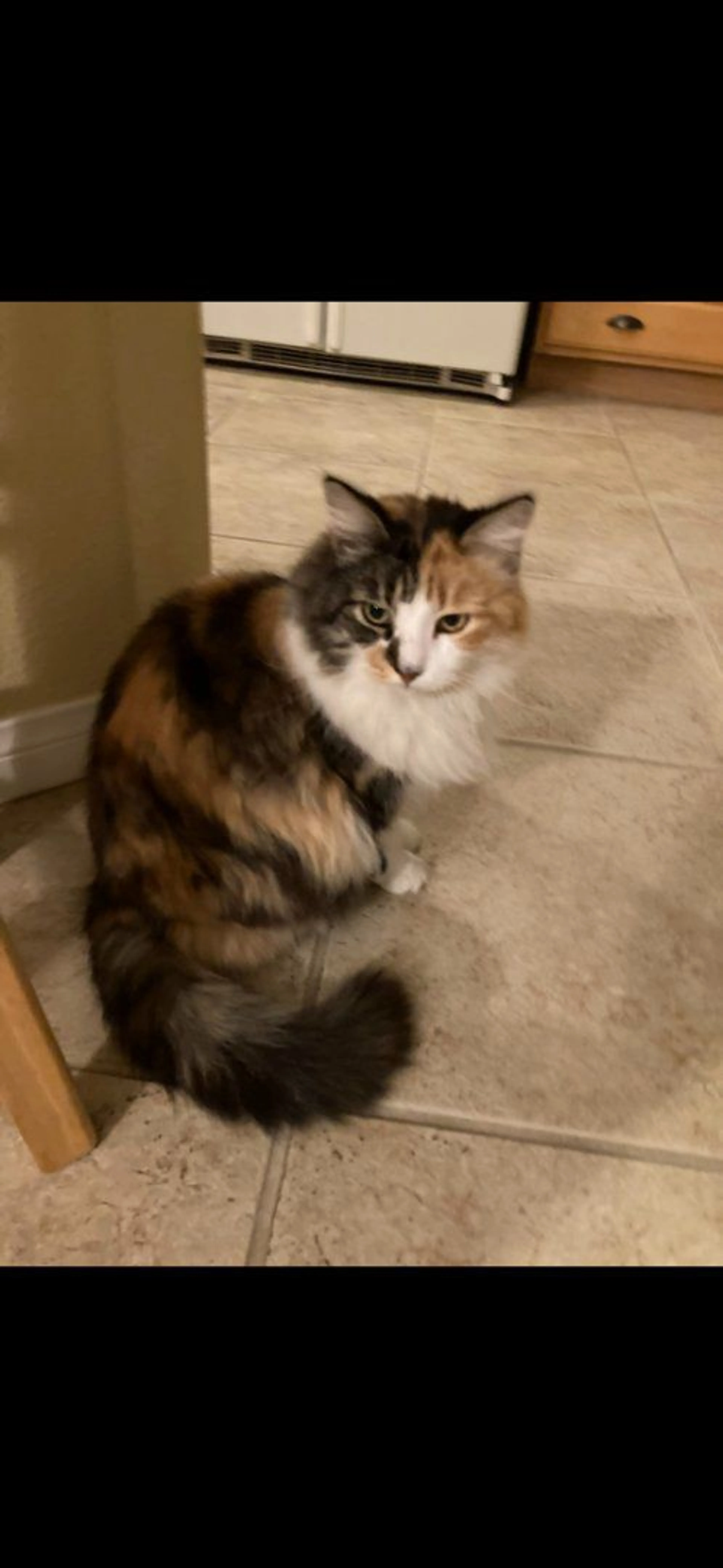 Lost pet-2