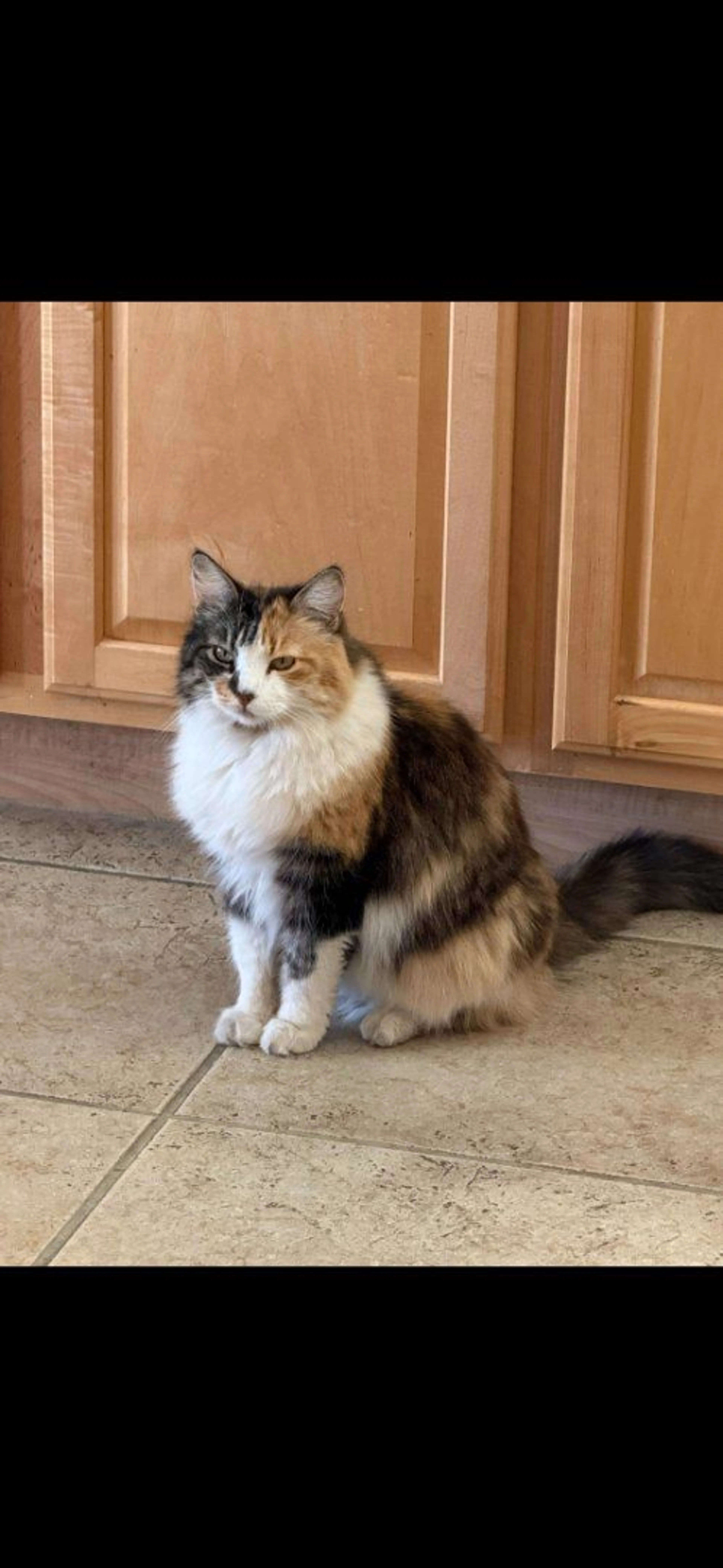 Lost pet-3