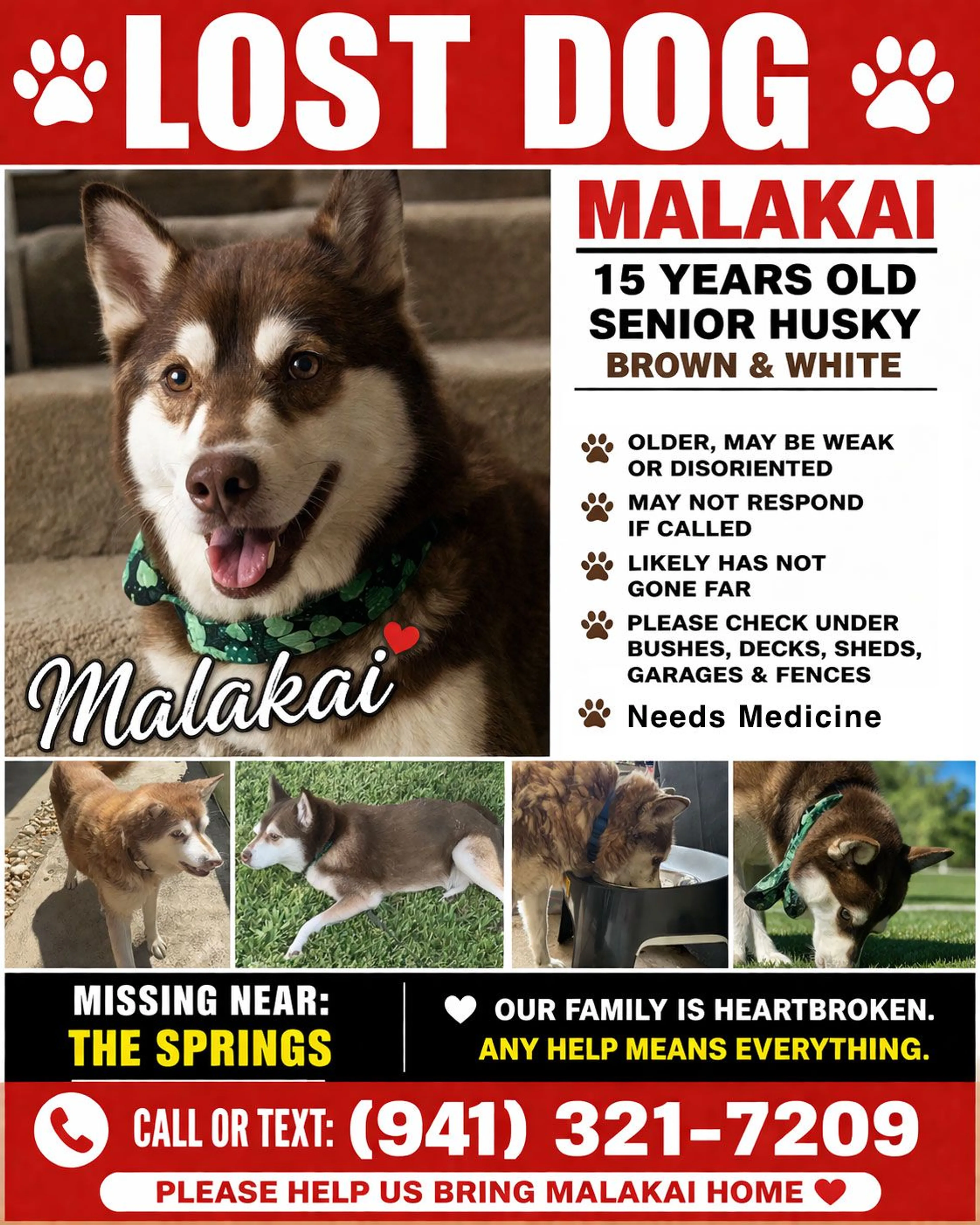 Lost pet