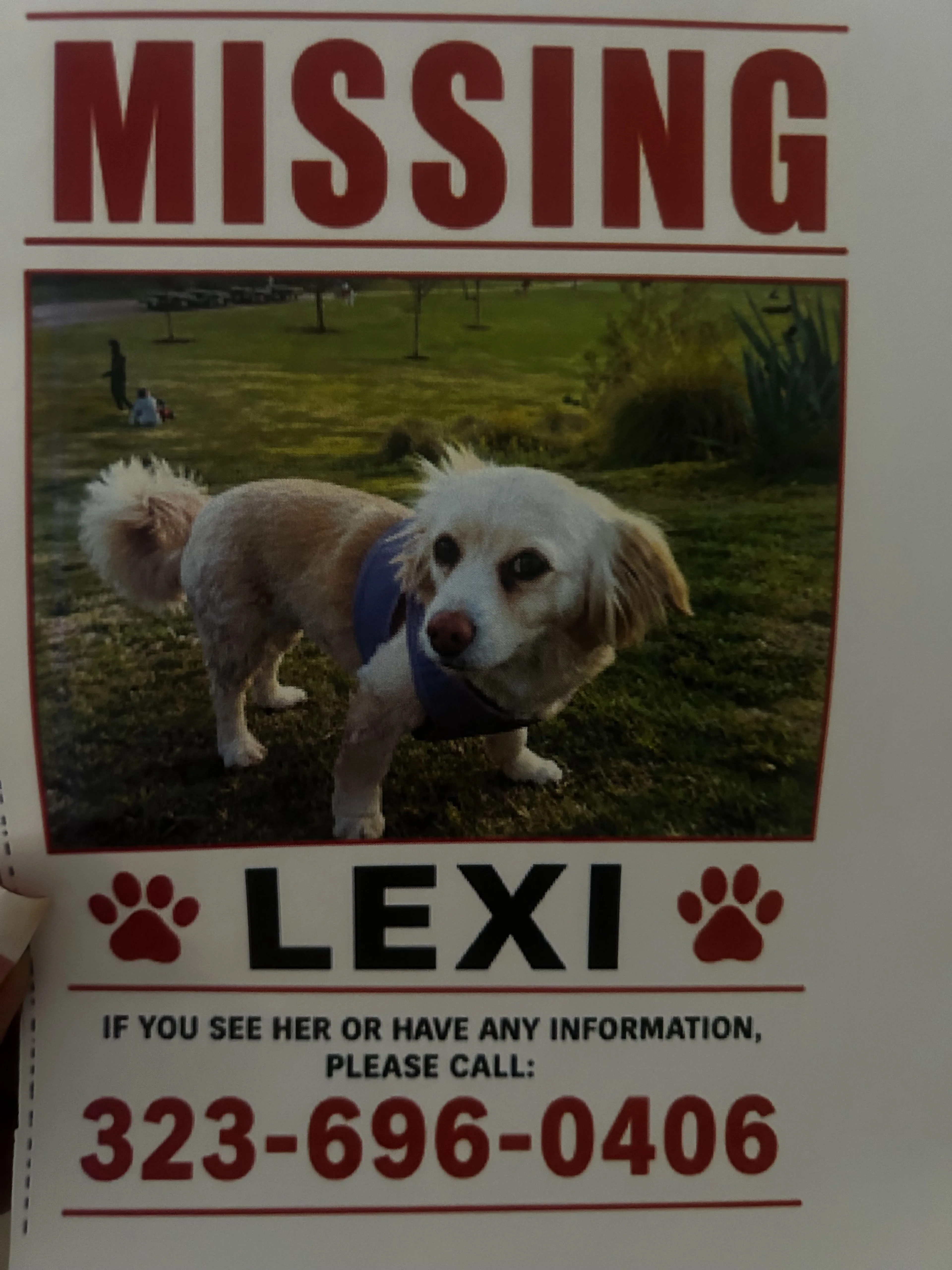 Lost pet