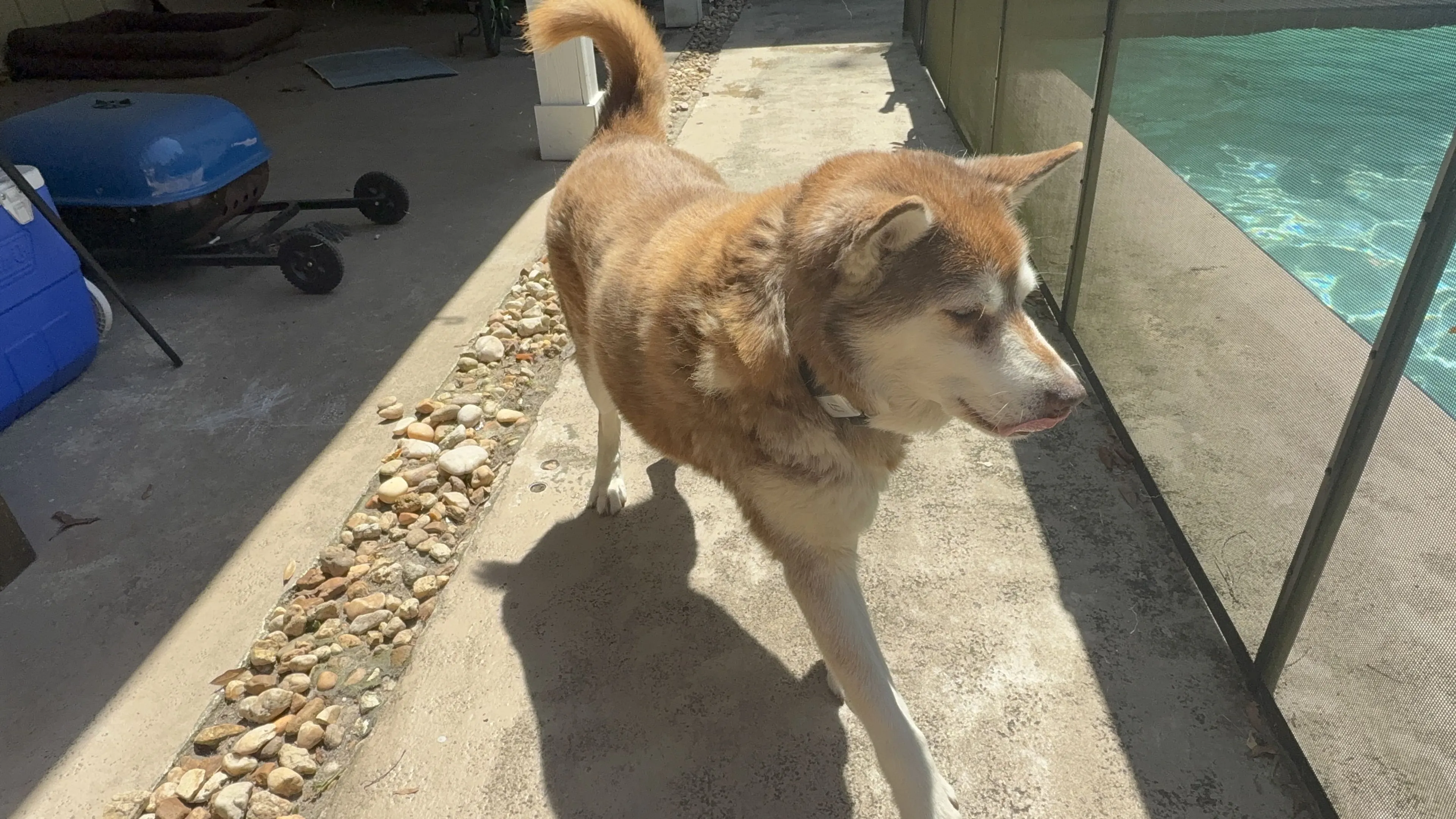 Lost pet