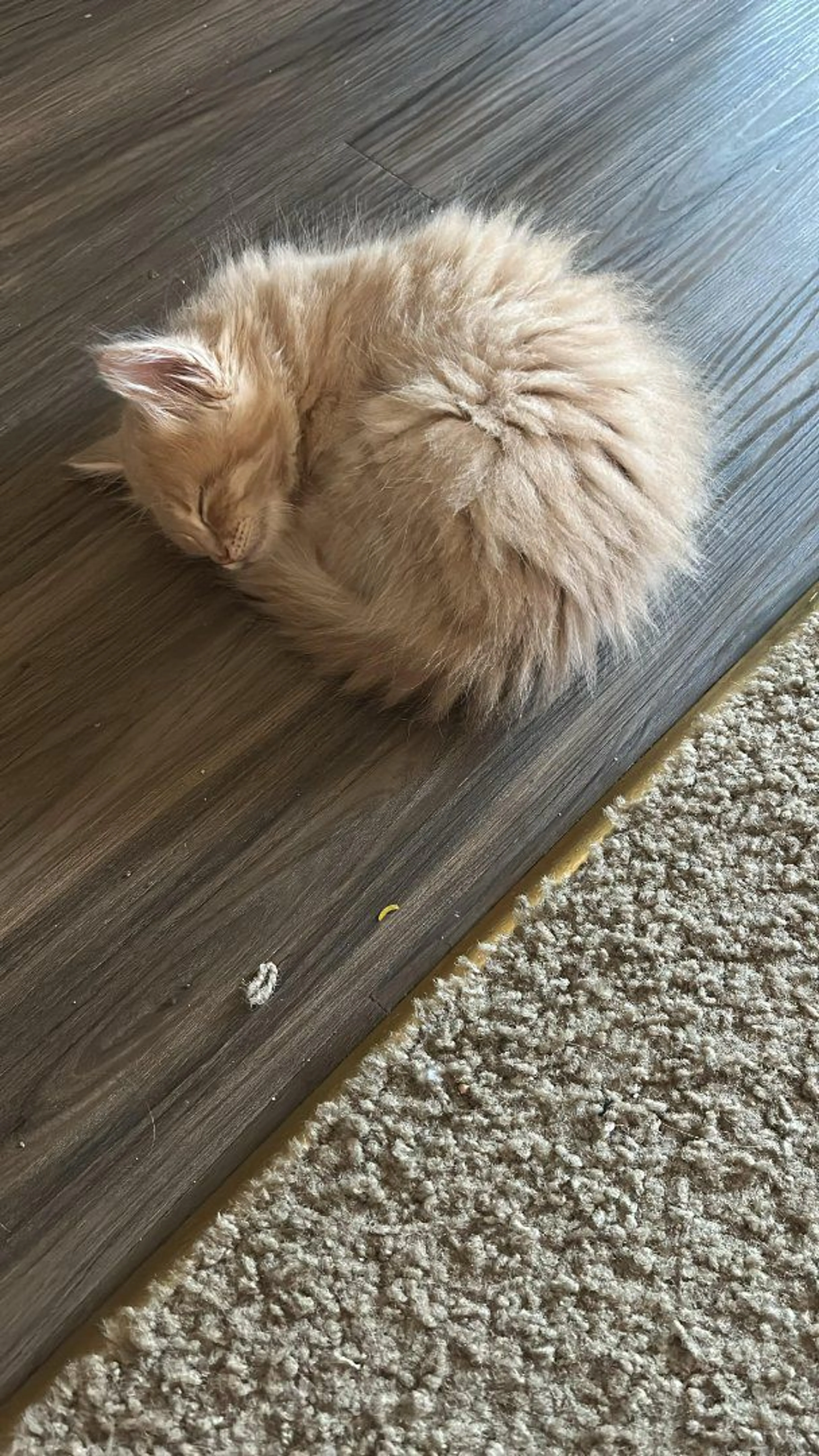 Lost pet