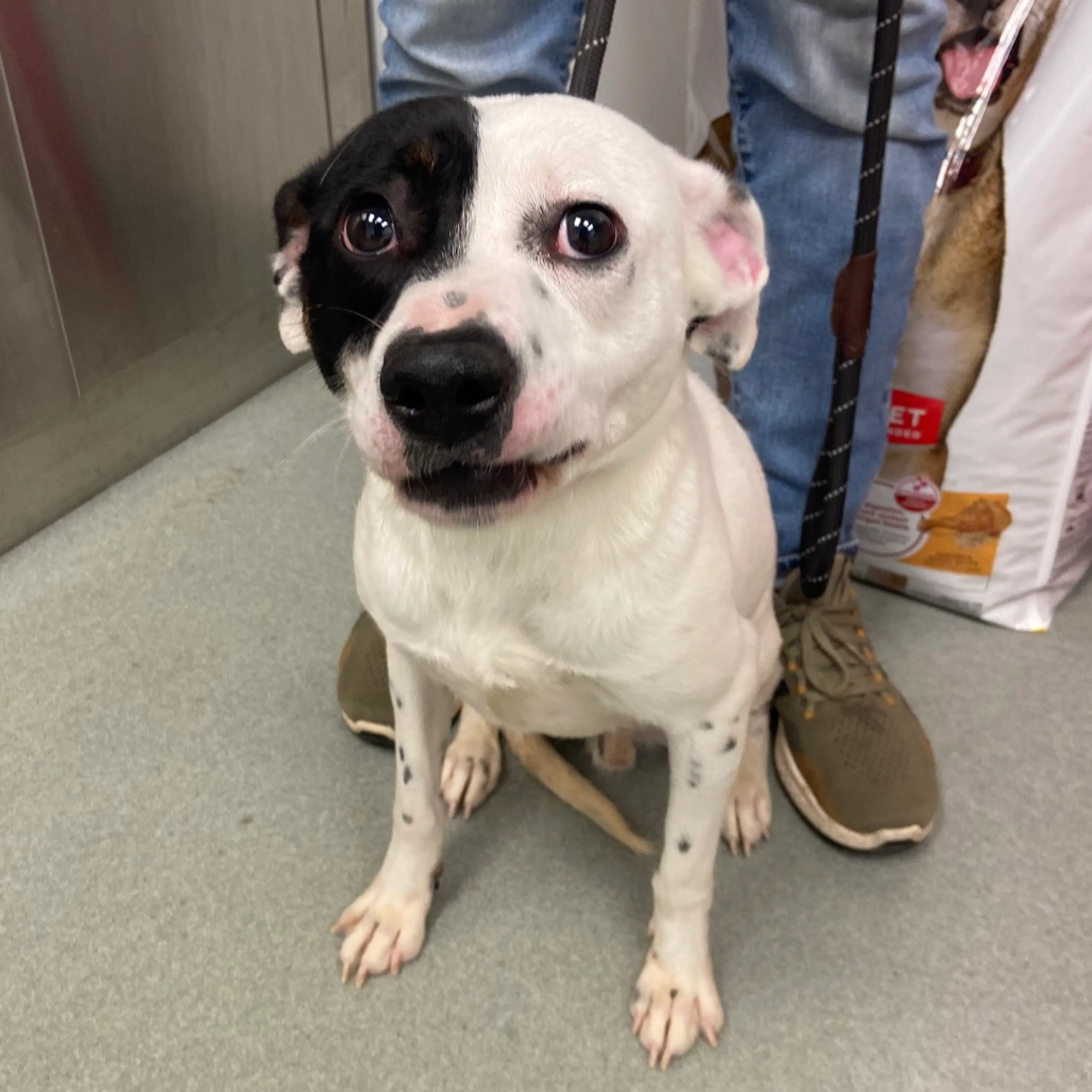 Found pet-1