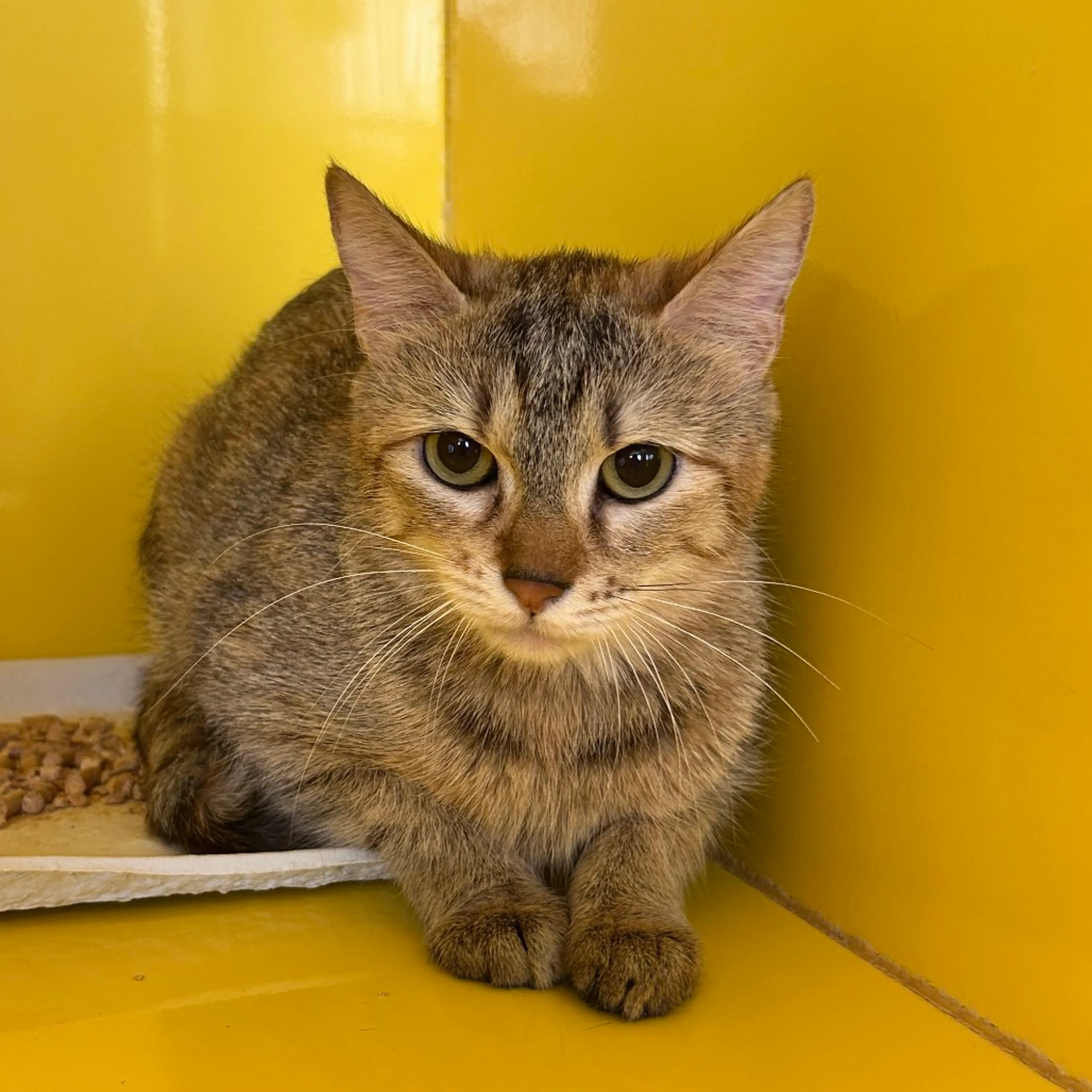 Found pet-1