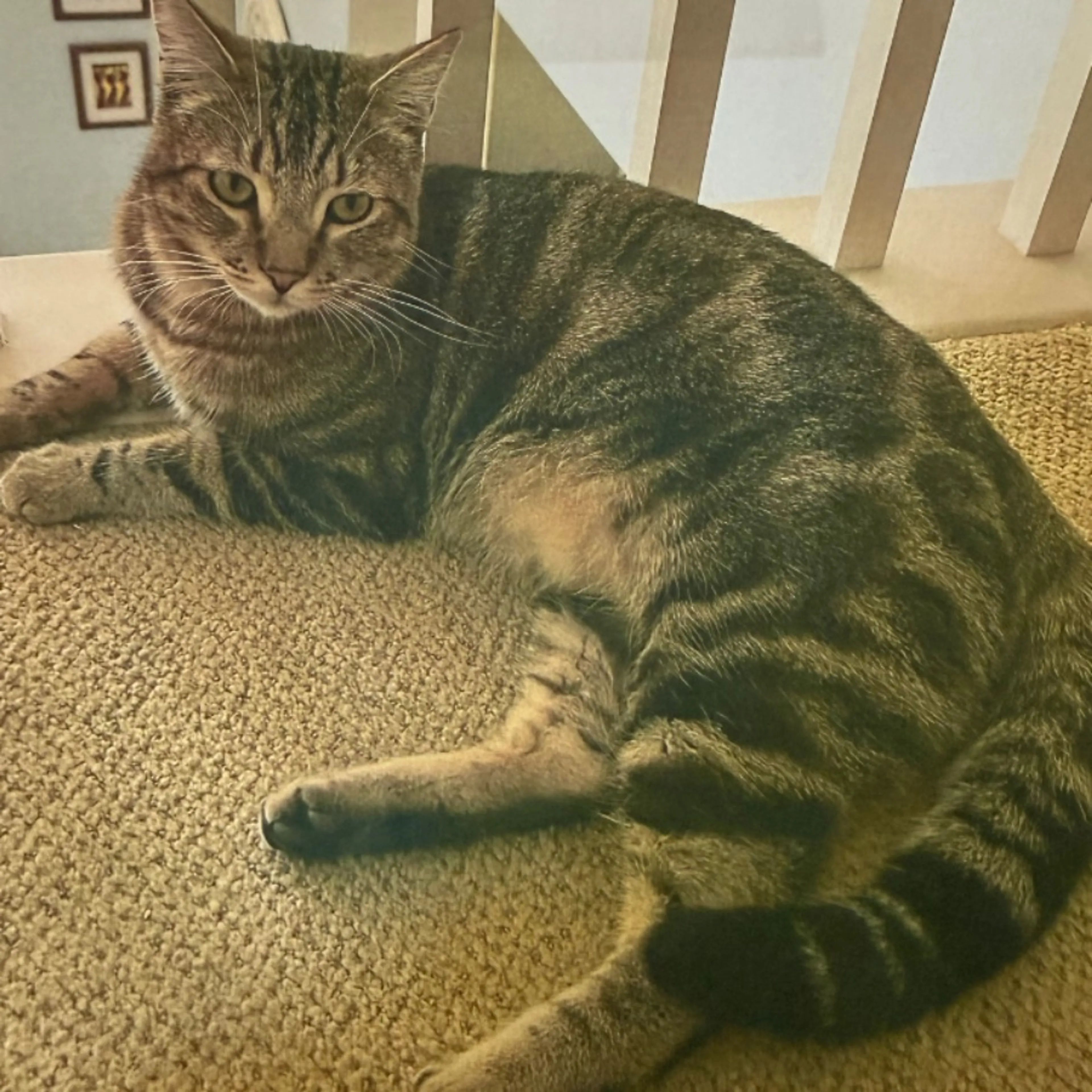 Lost pet
