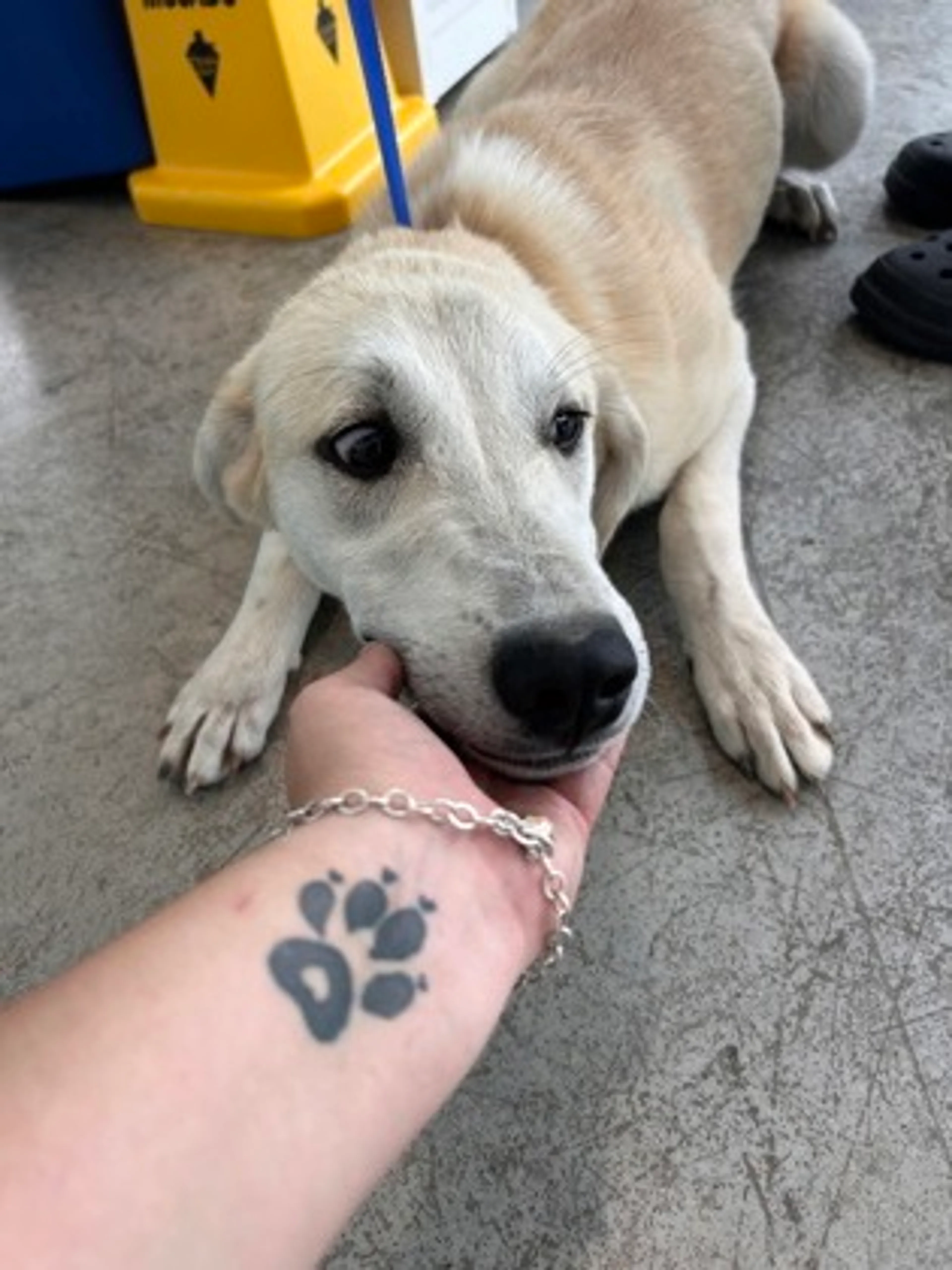 Found pet