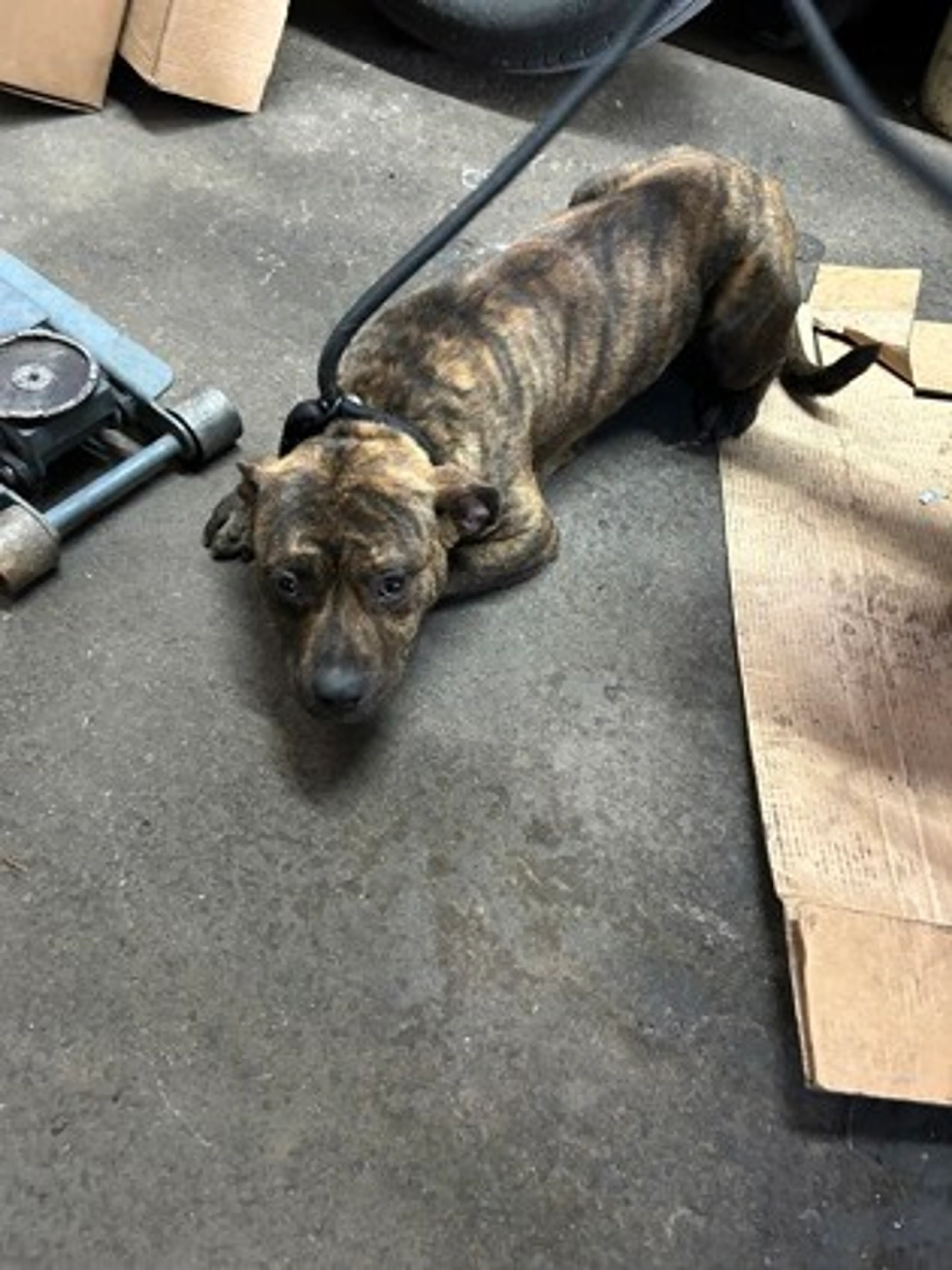 Found pet