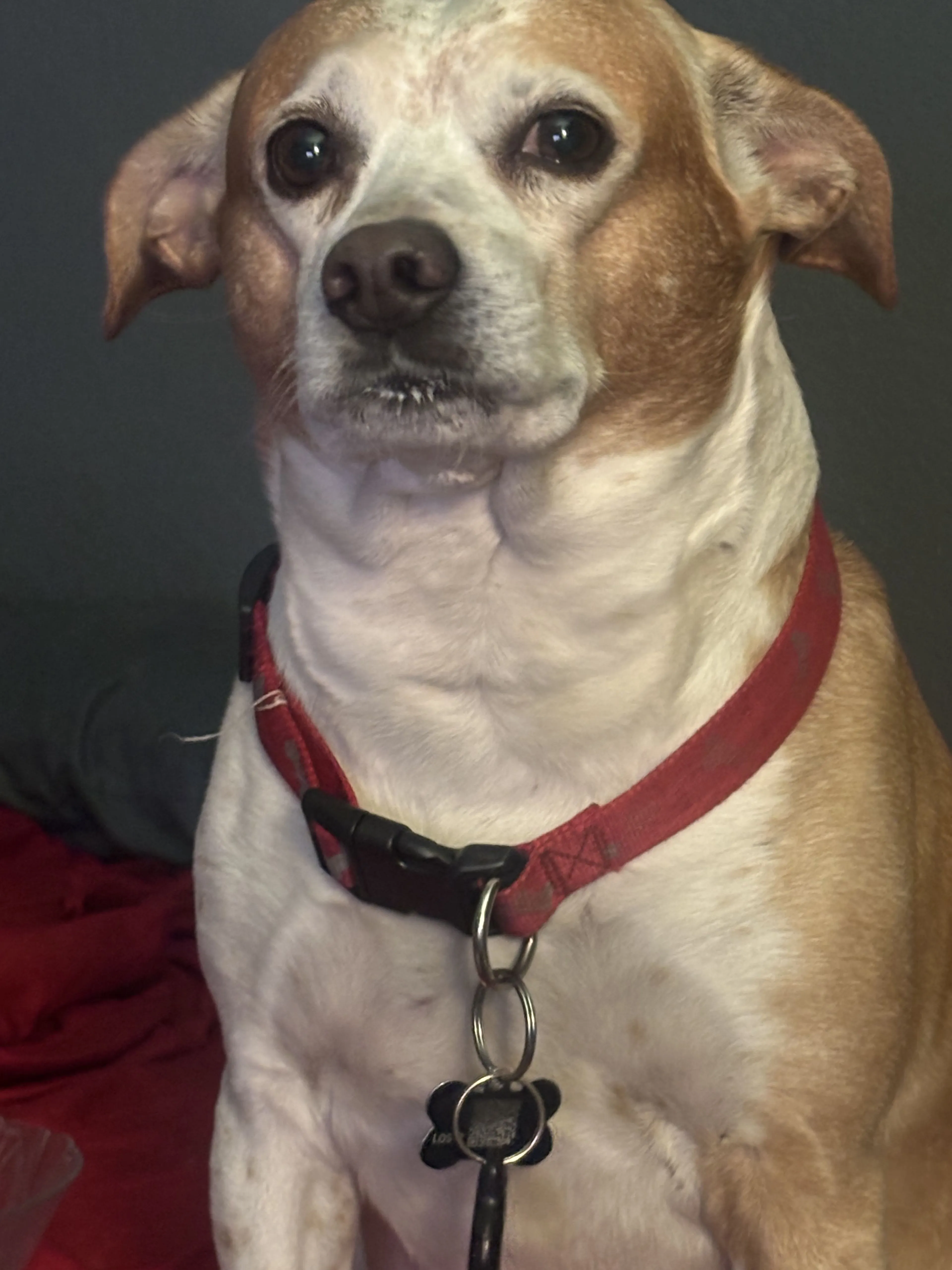 Lost pet